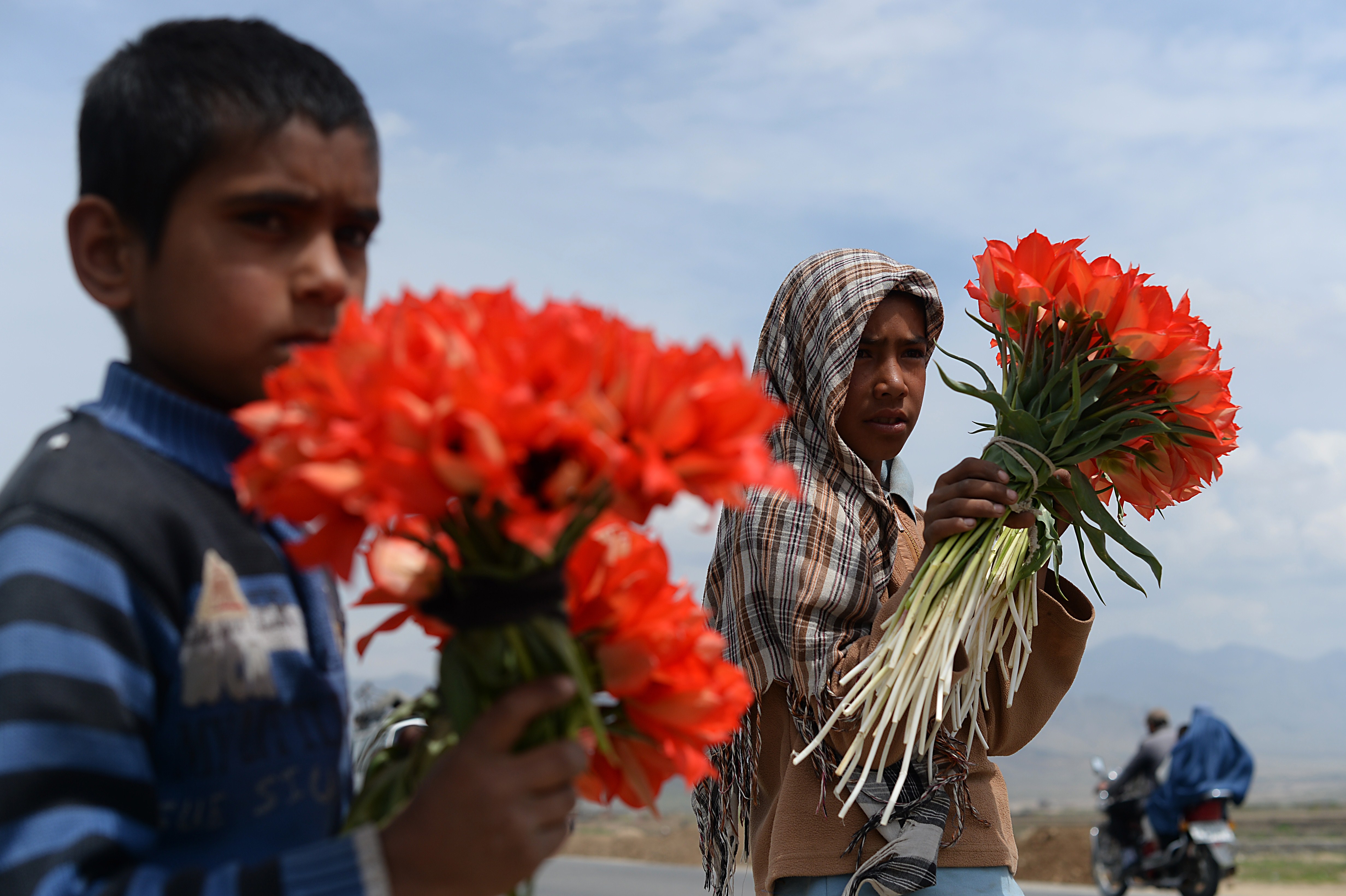 AFGHANISTAN-SOCIETY-TULIPS