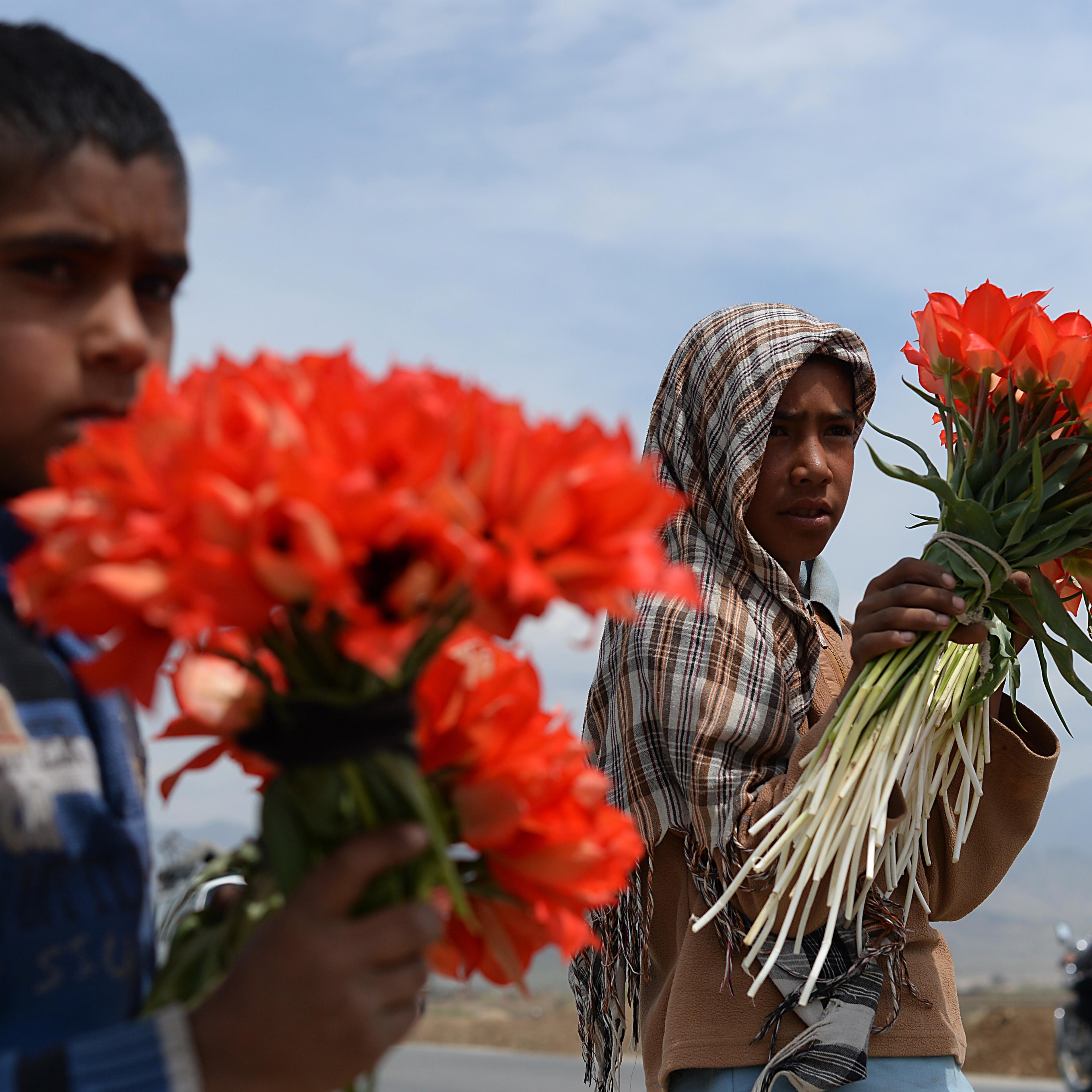 AFGHANISTAN-SOCIETY-TULIPS