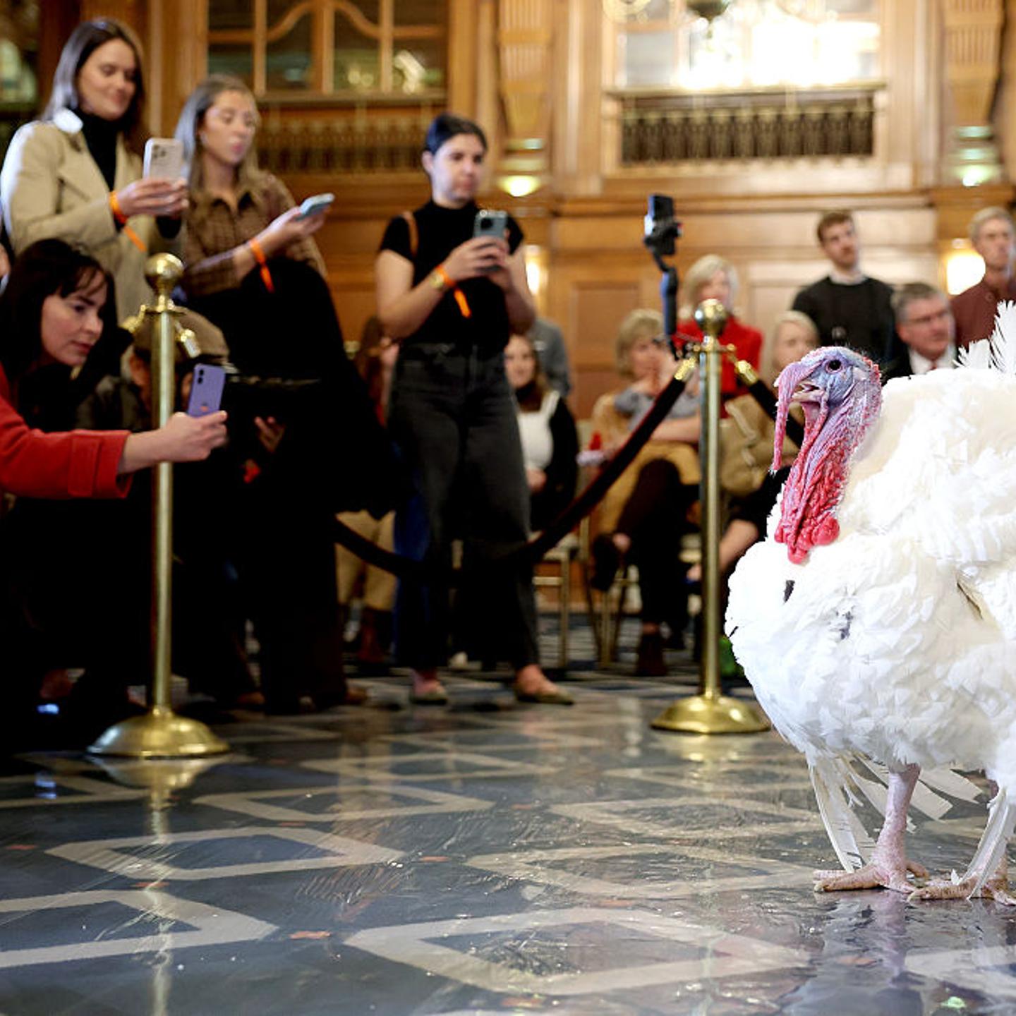 National Thanksgiving Turkeys Make Their Debut Ahead Of Presidential Pardon