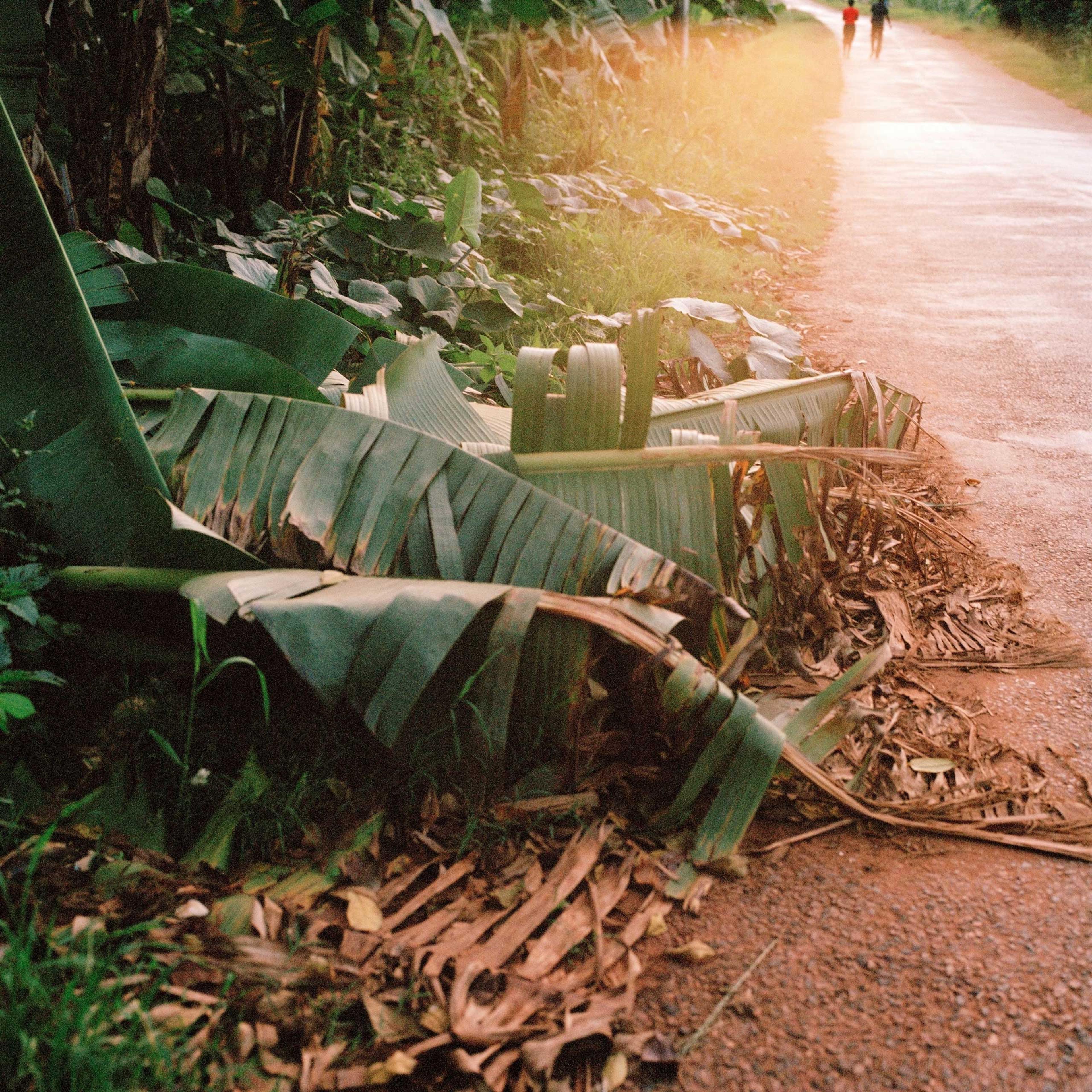 08-Mimi-Cherono-Ng-ok-Untitled-2014-palm-tree