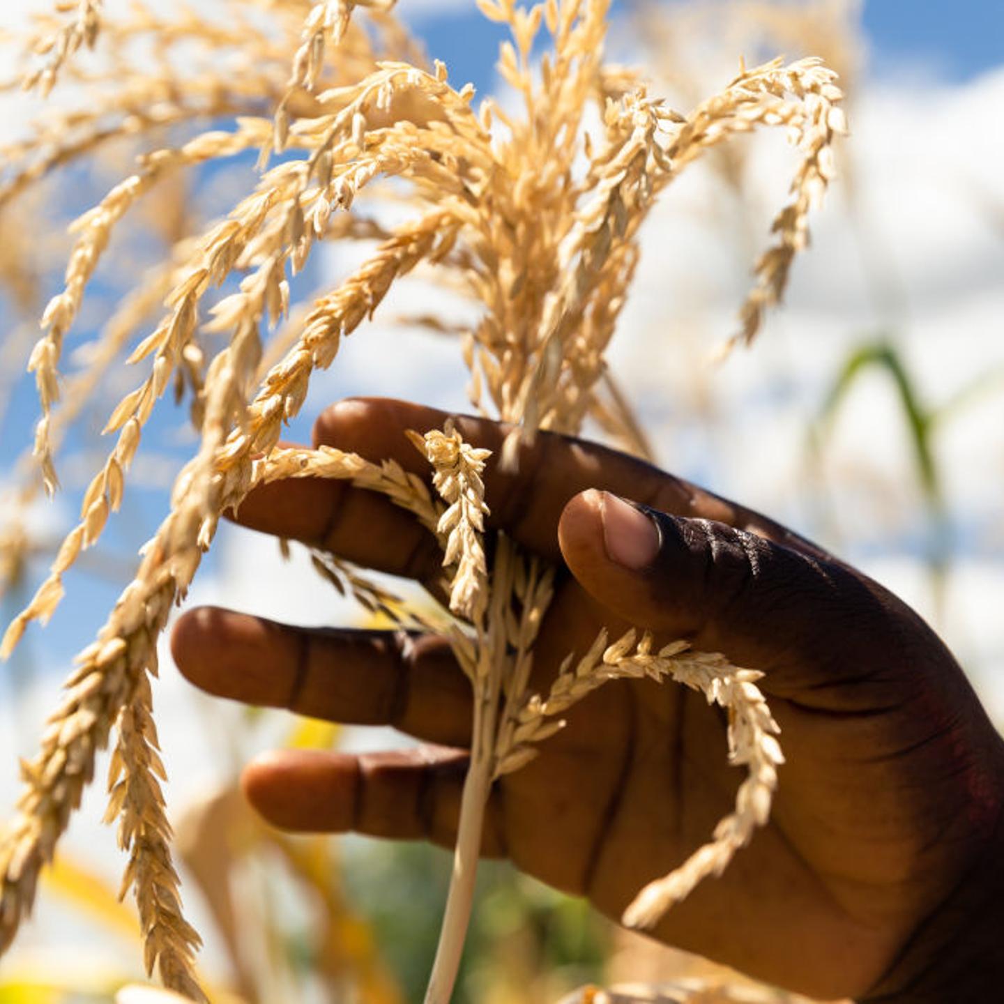 Zimbabwe Corn