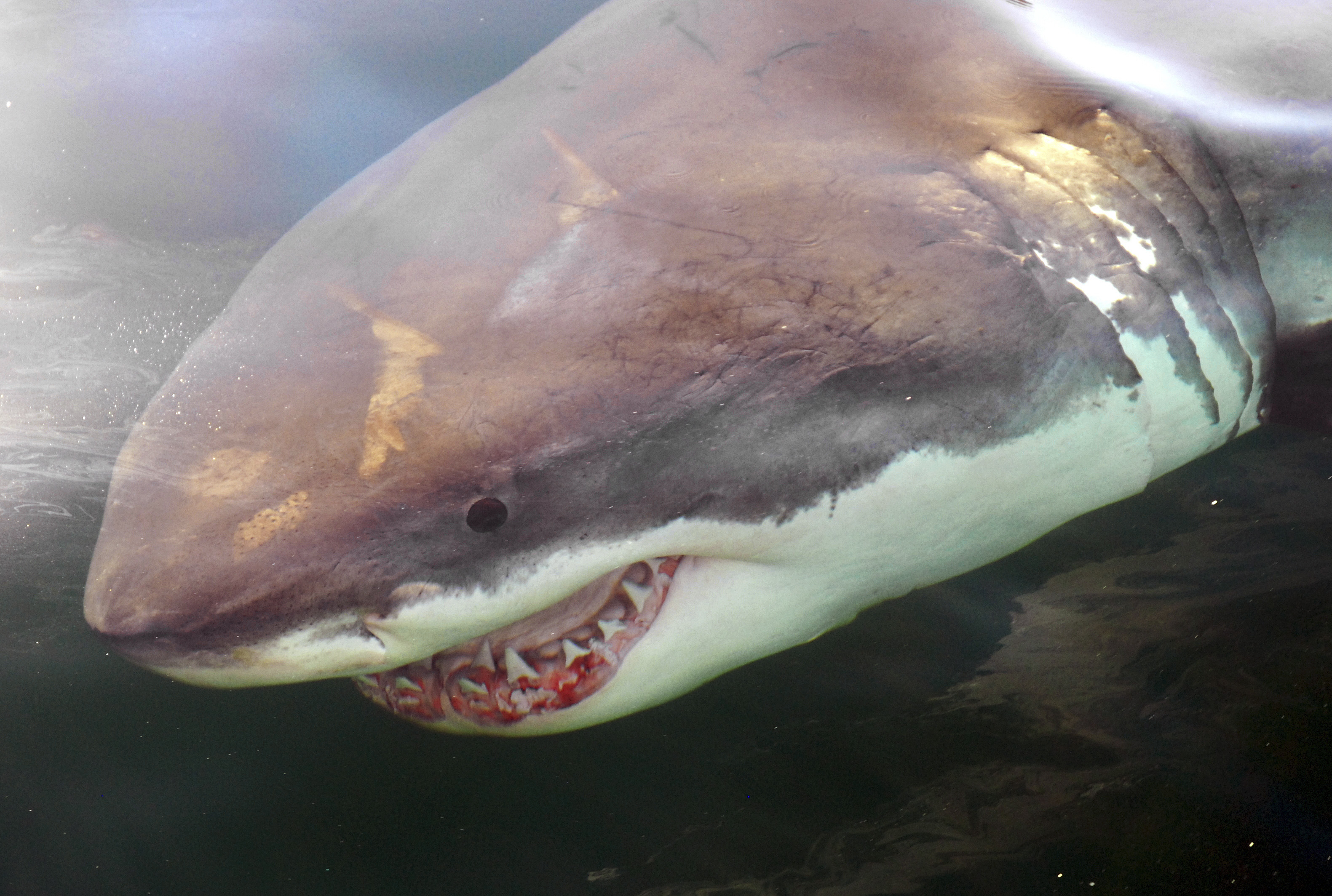 Great White Sharks