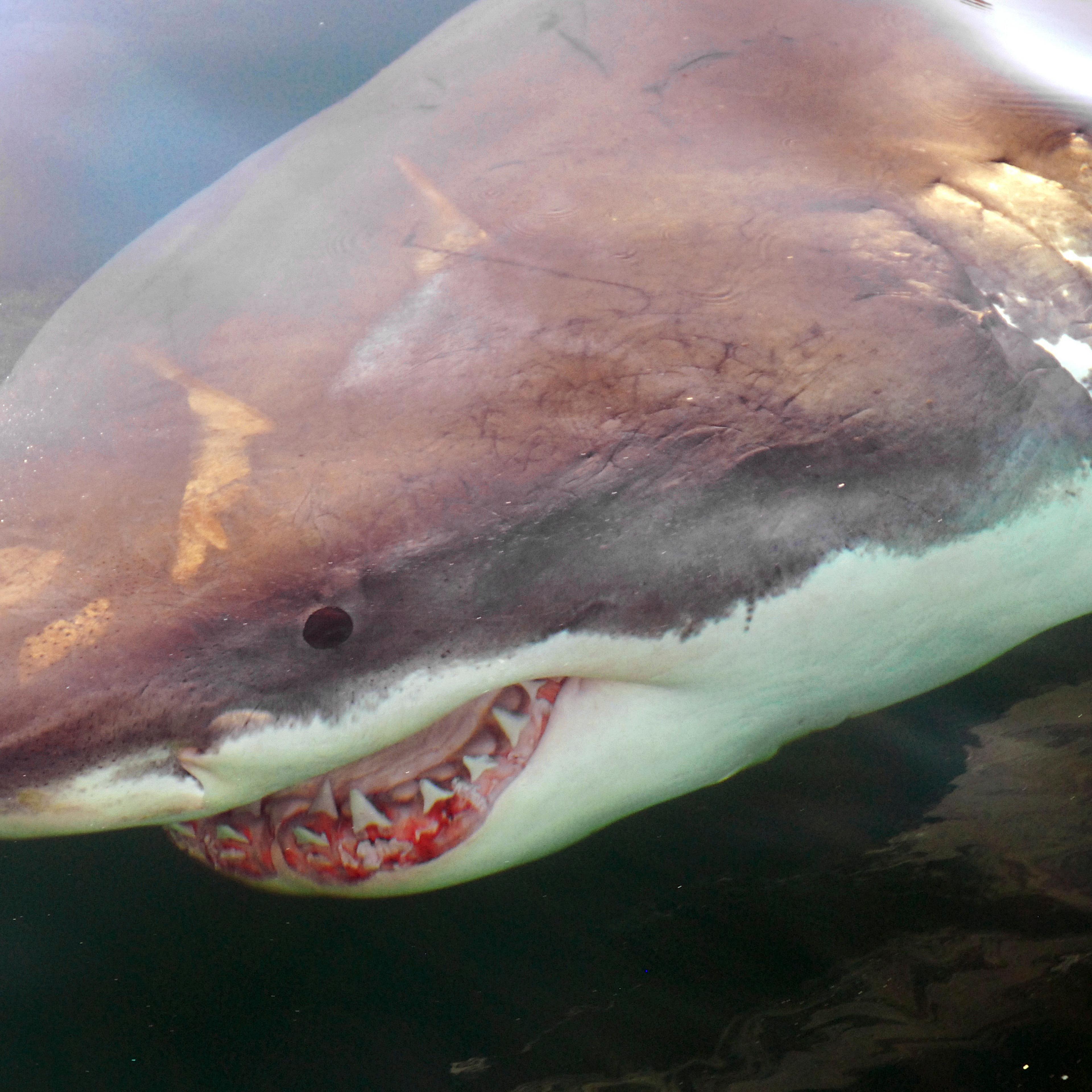 Great White Sharks