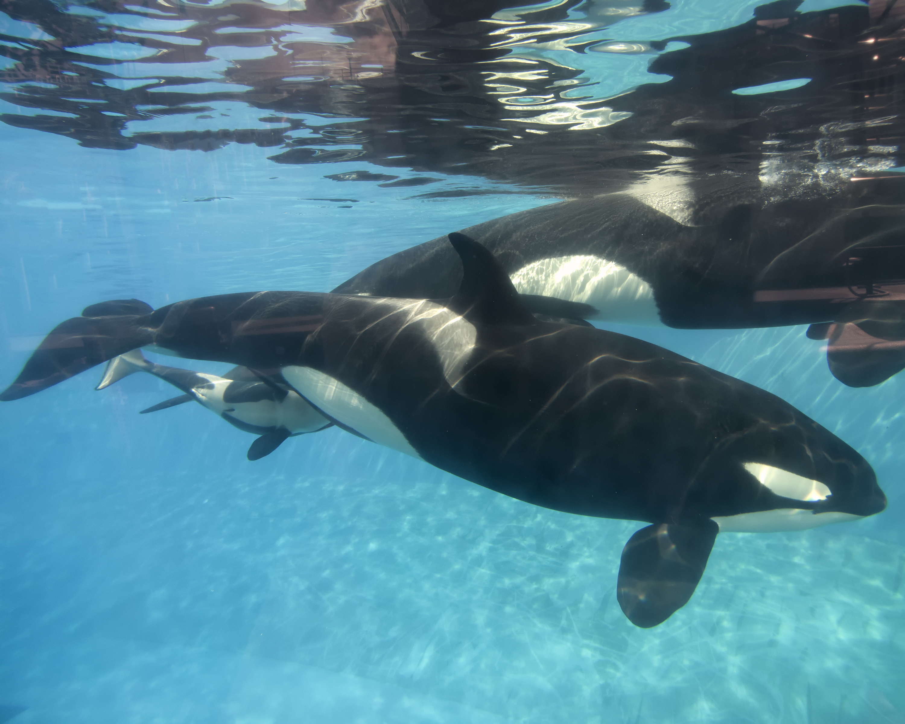 Killler Whale Calf At SeaWorld San Diego