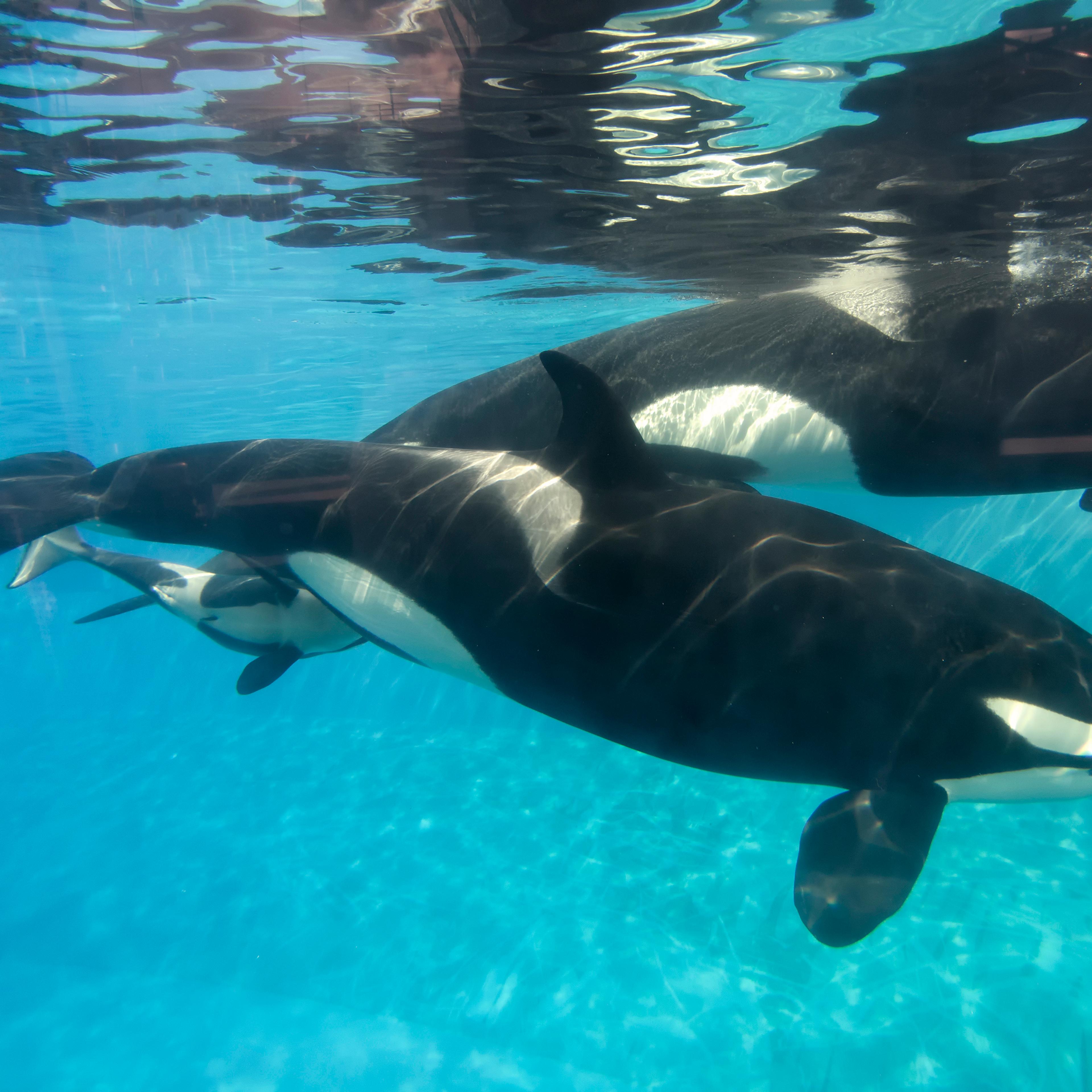 Killler Whale Calf At SeaWorld San Diego