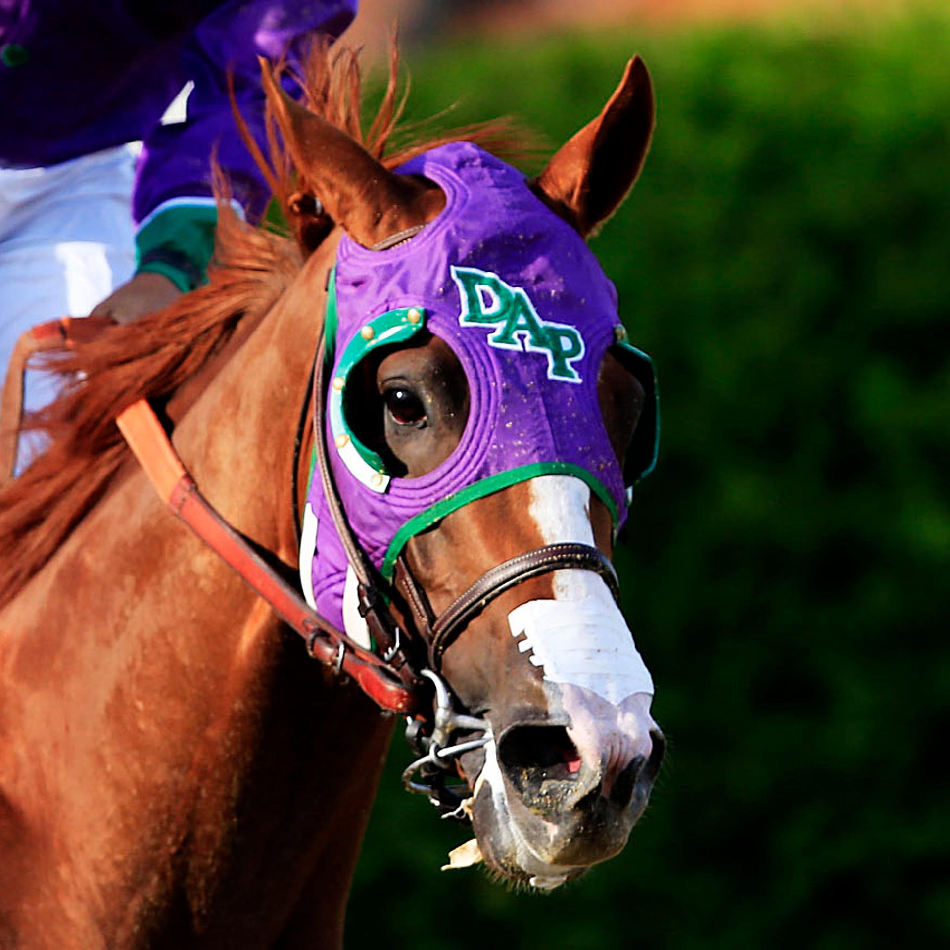 FILE: California Chrome Cleared To Wear Nasal Strip In Belmont Stakes