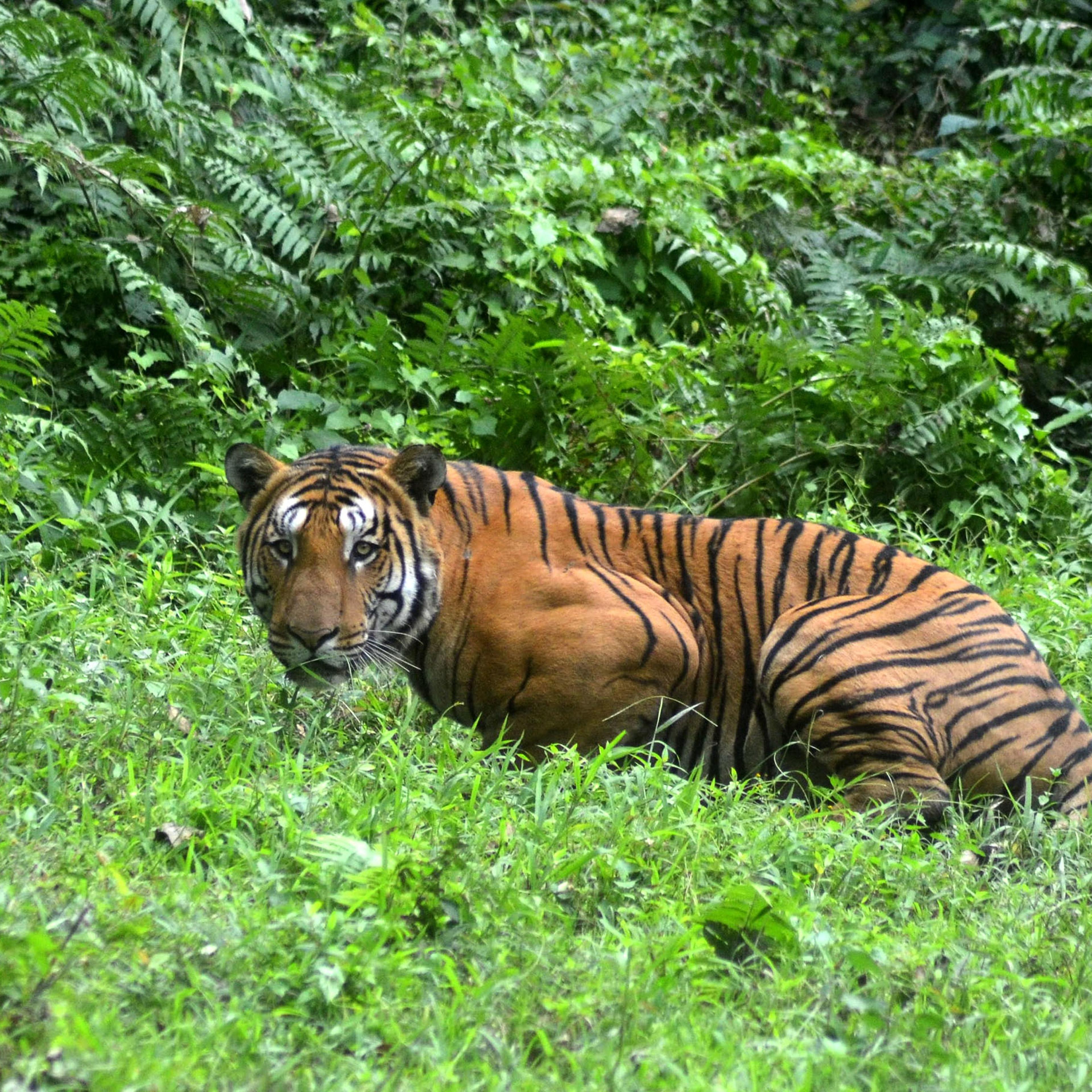 nternational tiger day conservation