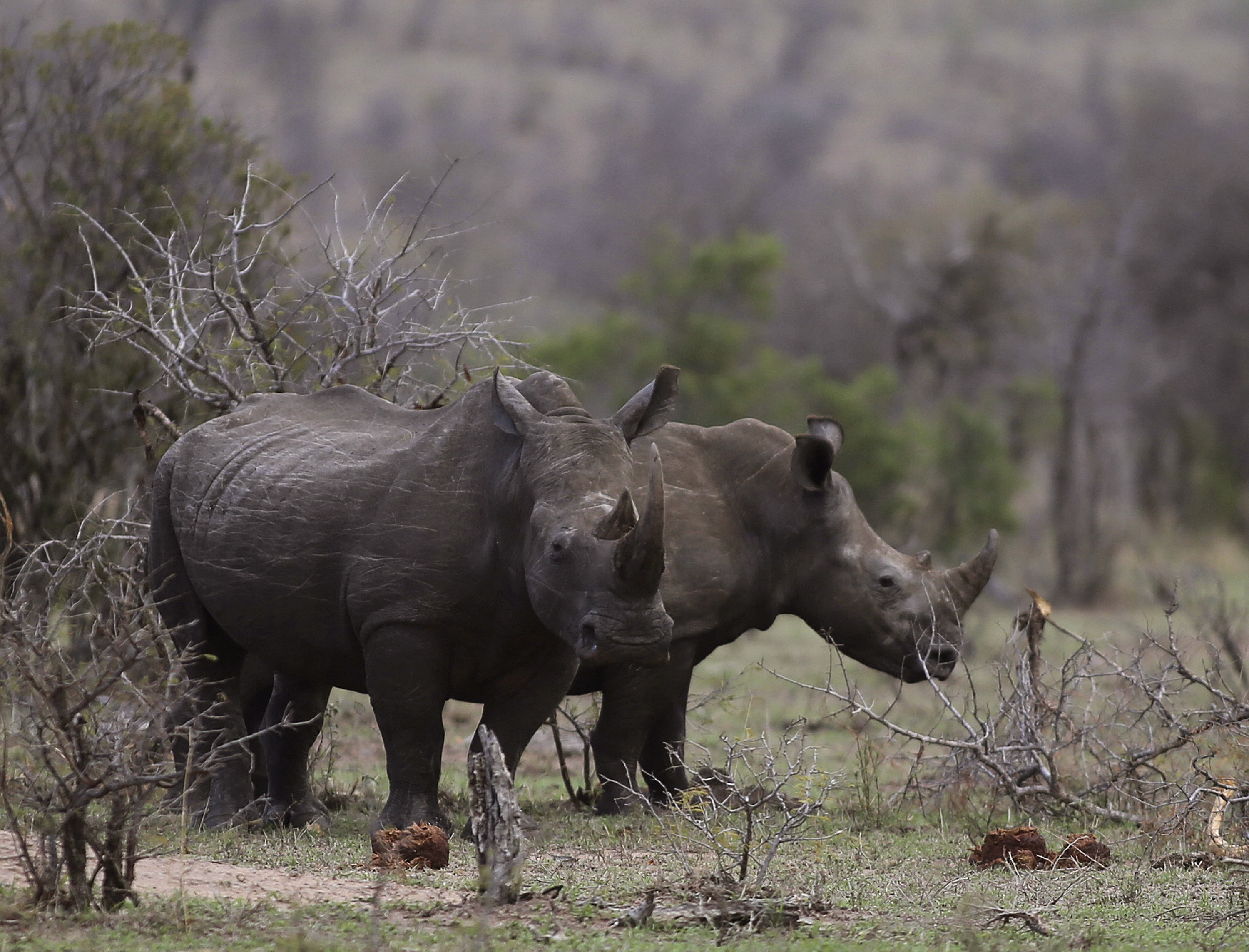 South Africa Saving Species Poachers and Rangers