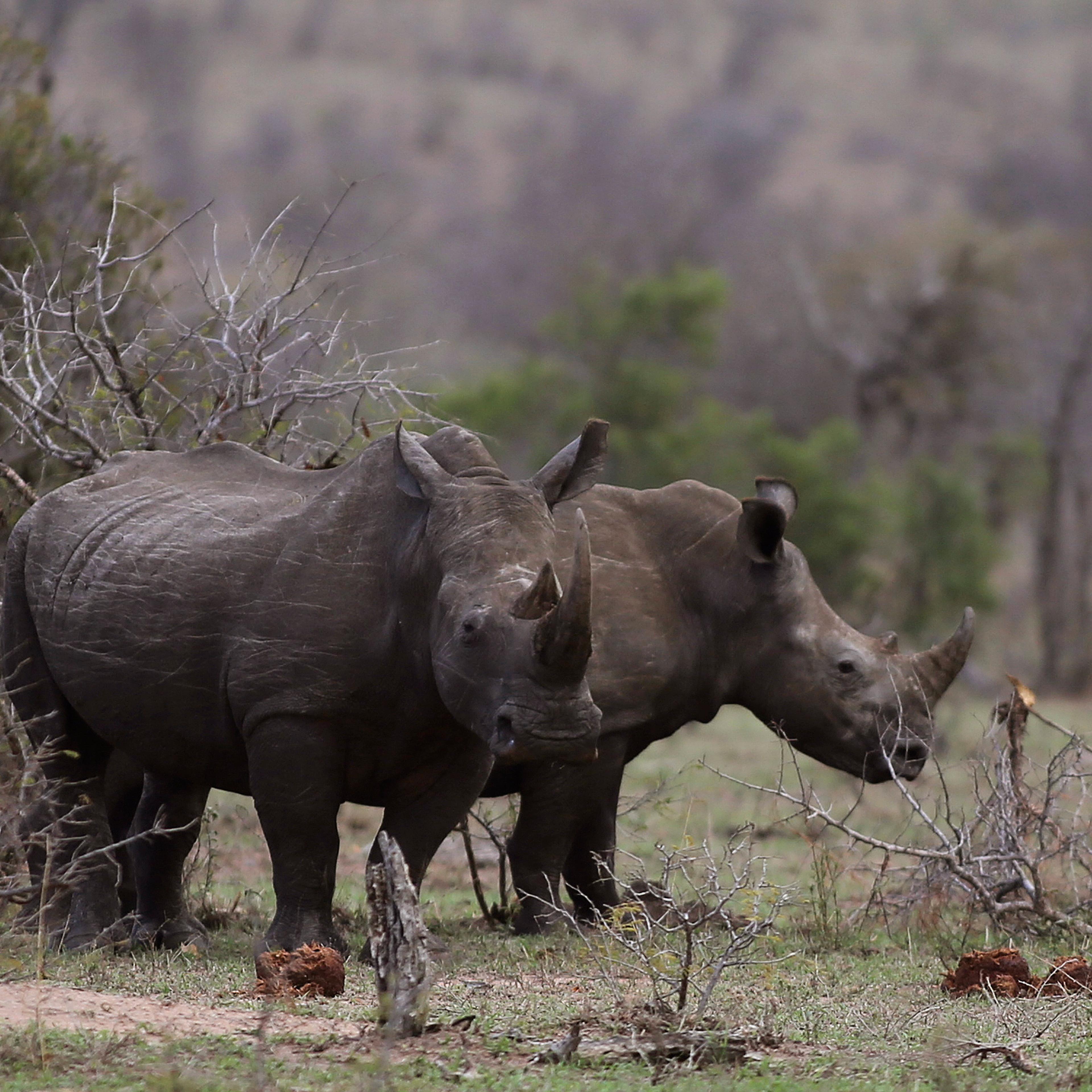 South Africa Saving Species Poachers and Rangers
