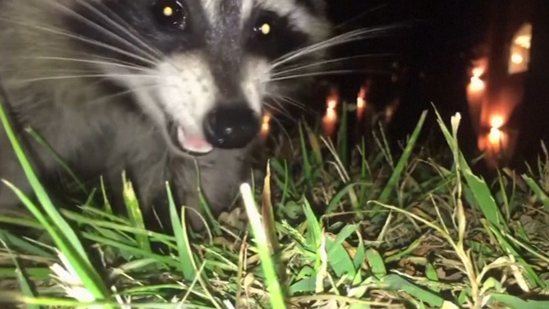 Stanley, a raccoon on the campus of Bellarmine University in Louisville, Kentucky.