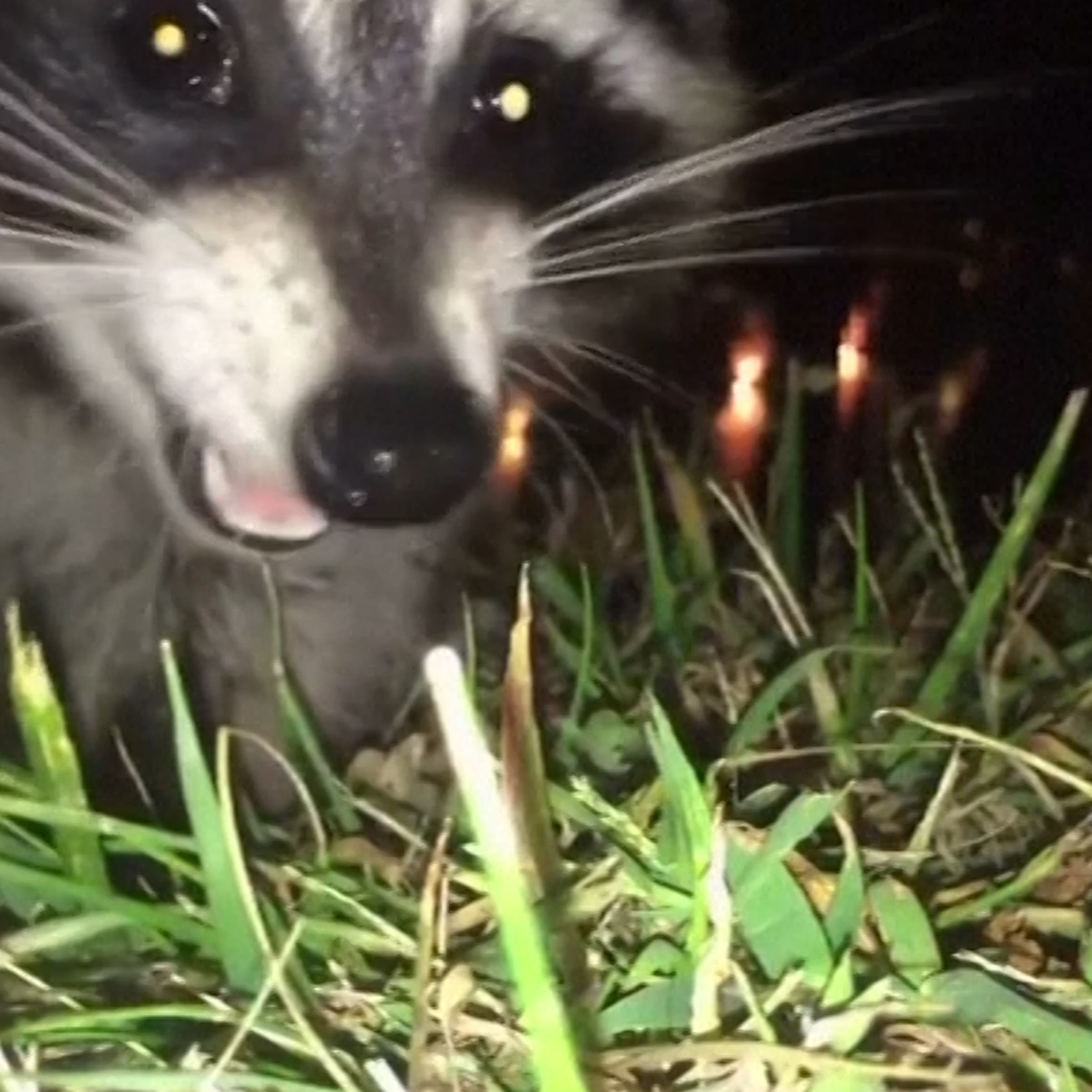 Stanley, a raccoon on the campus of Bellarmine University in Louisville, Kentucky.