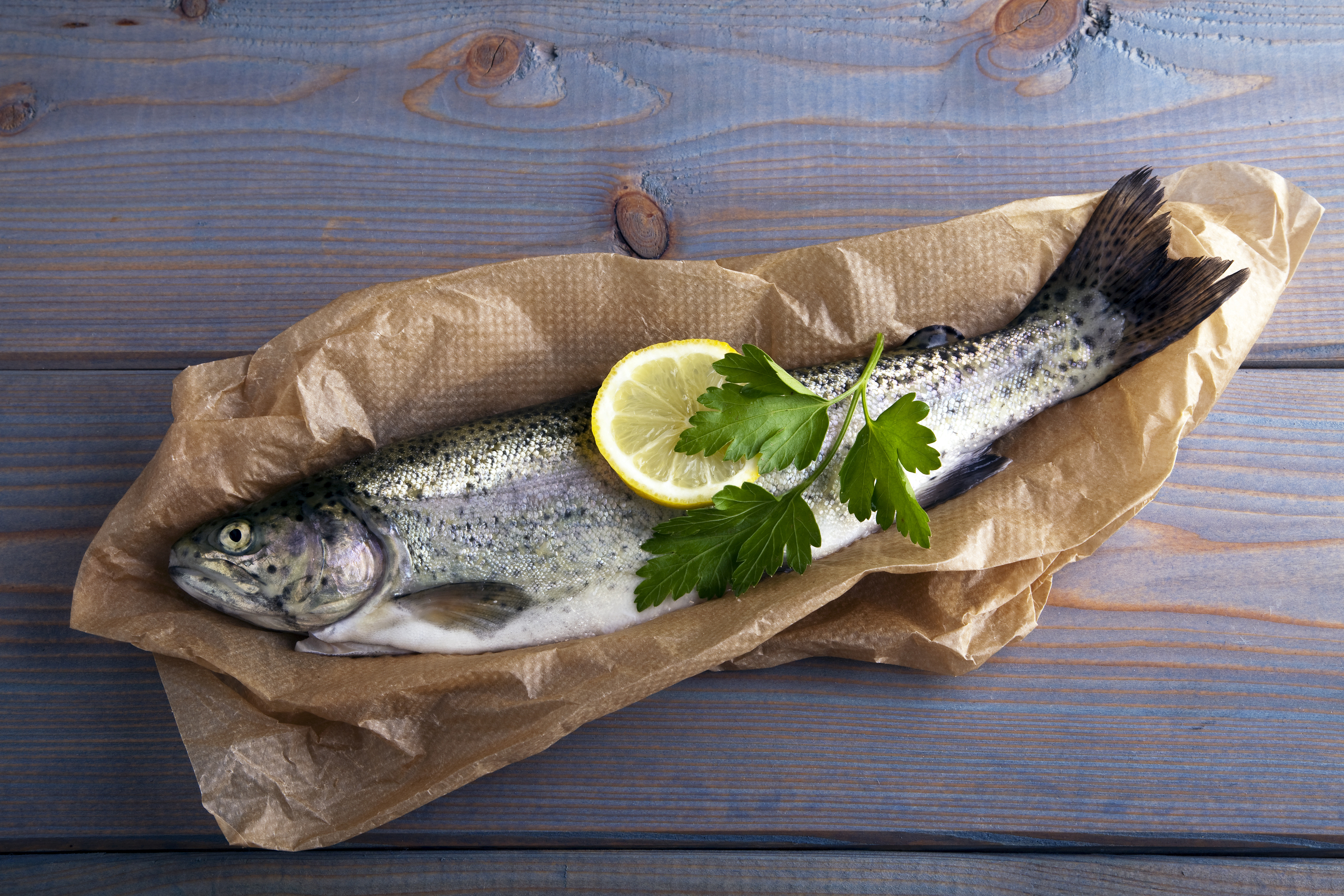 fish