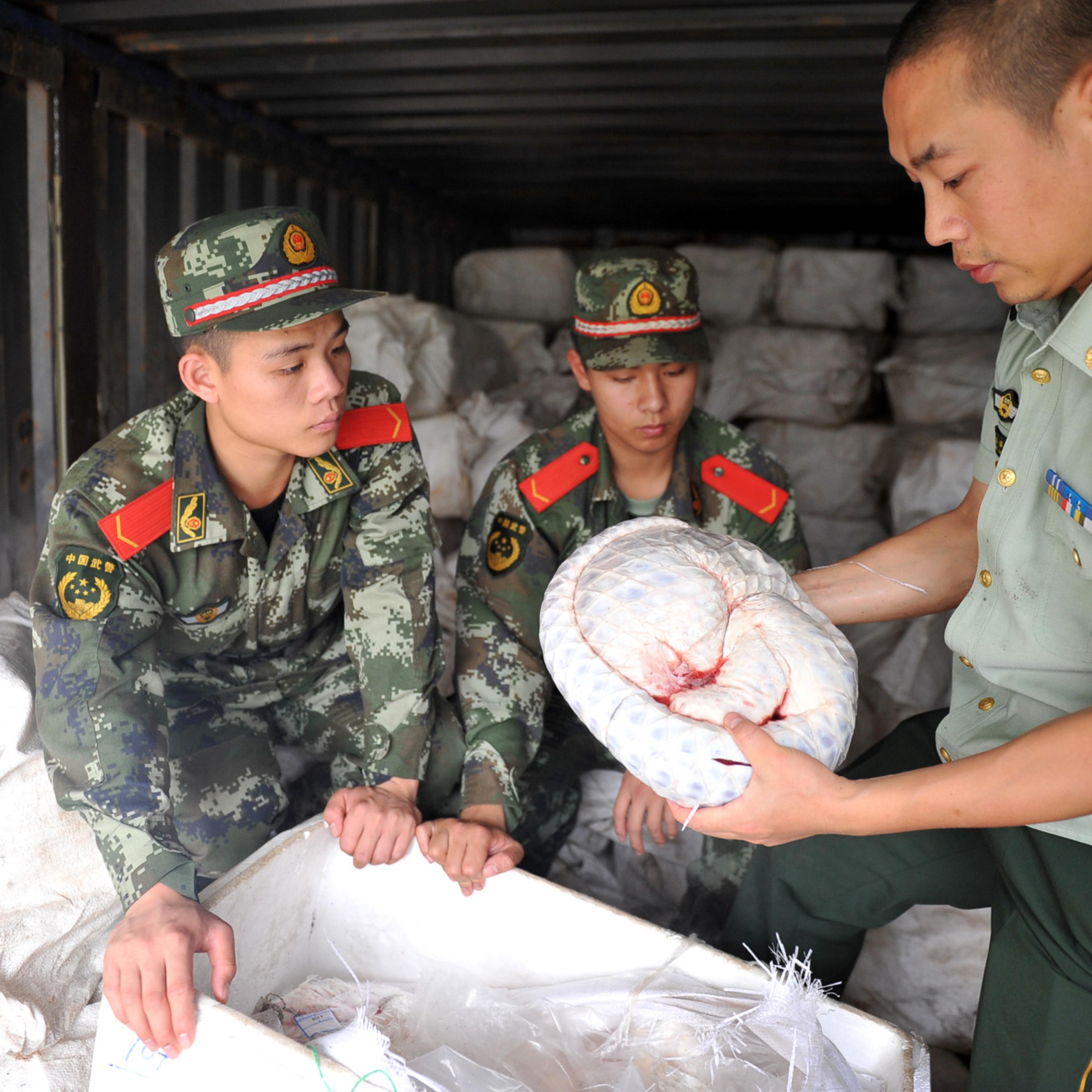 China seizes 956 smuggled pangolin carcasses
