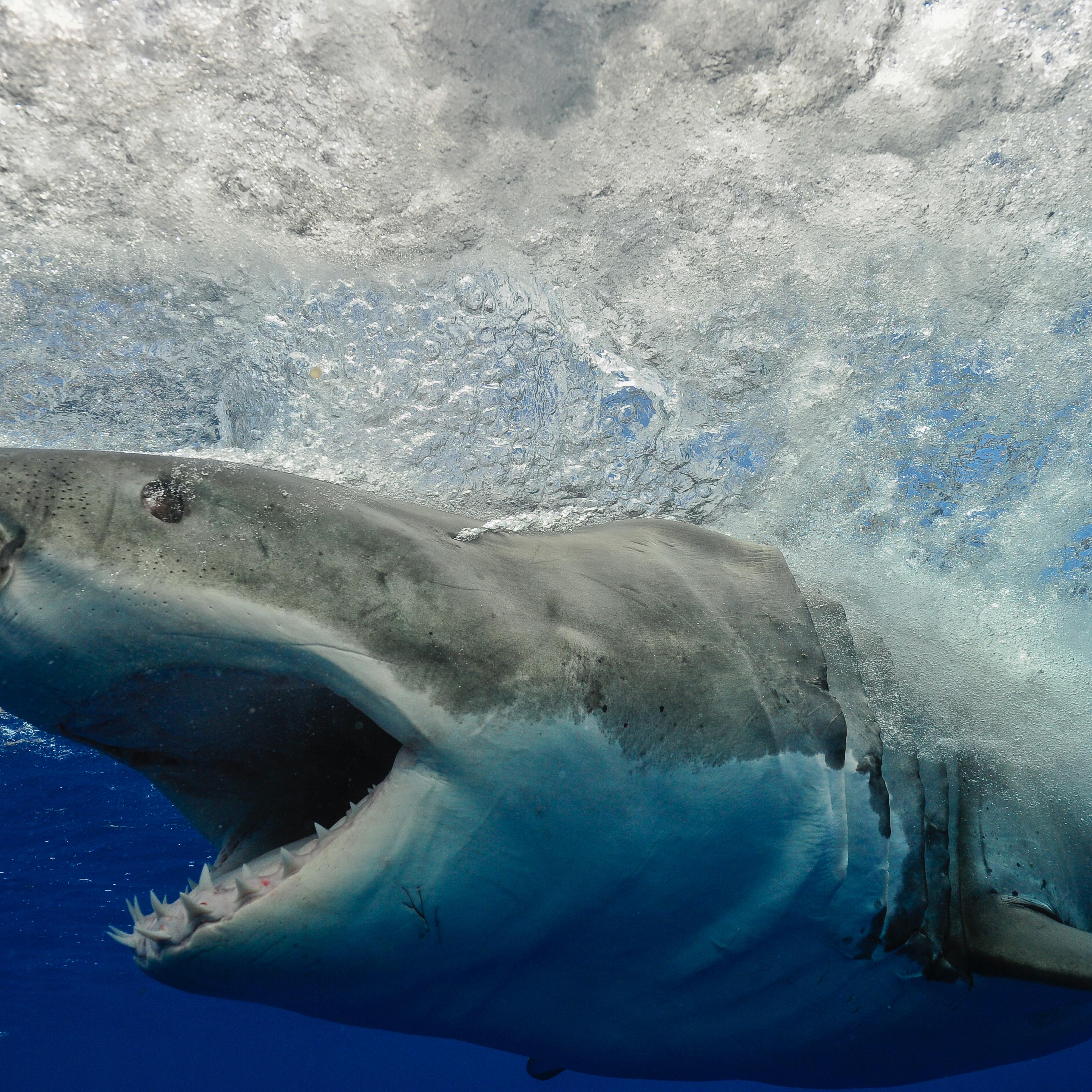Great White Shark