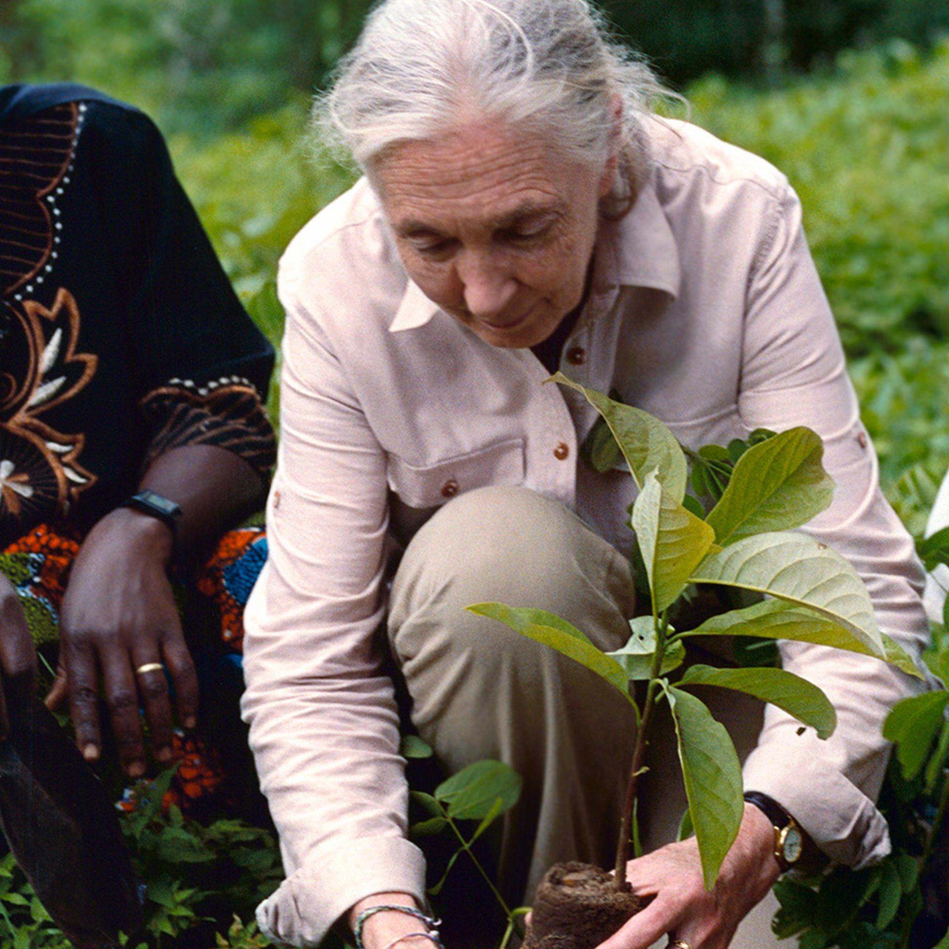 Jane Goodall (center) plants a tree seedling