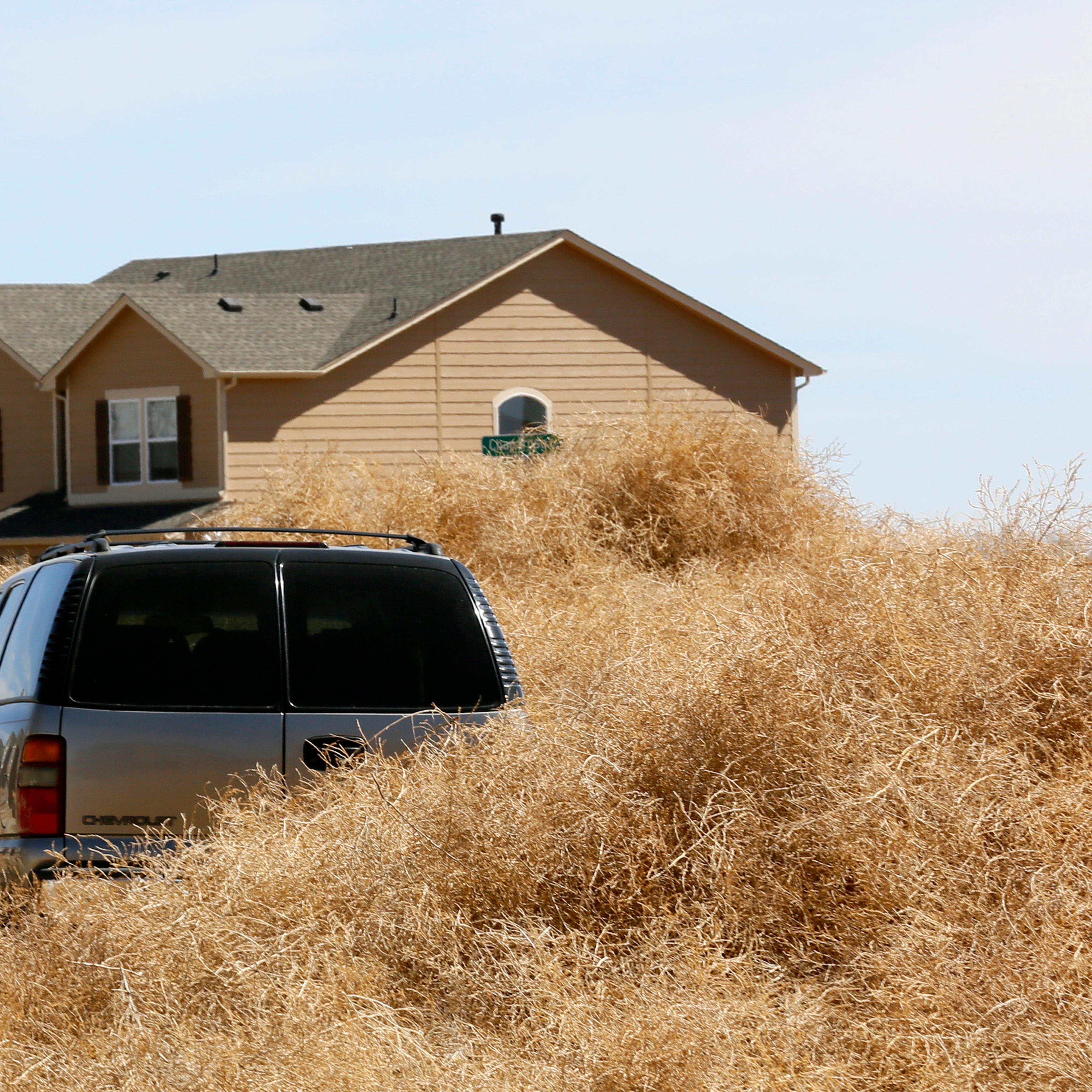 Tumbleweed surrounds a car in Fountain