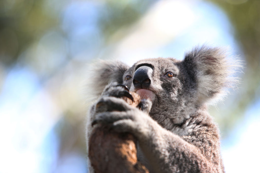 NSW Works To Save The Koala As Bushfires, Habitat Loss And Disease Threaten Future Of Australia's Iconic Animal