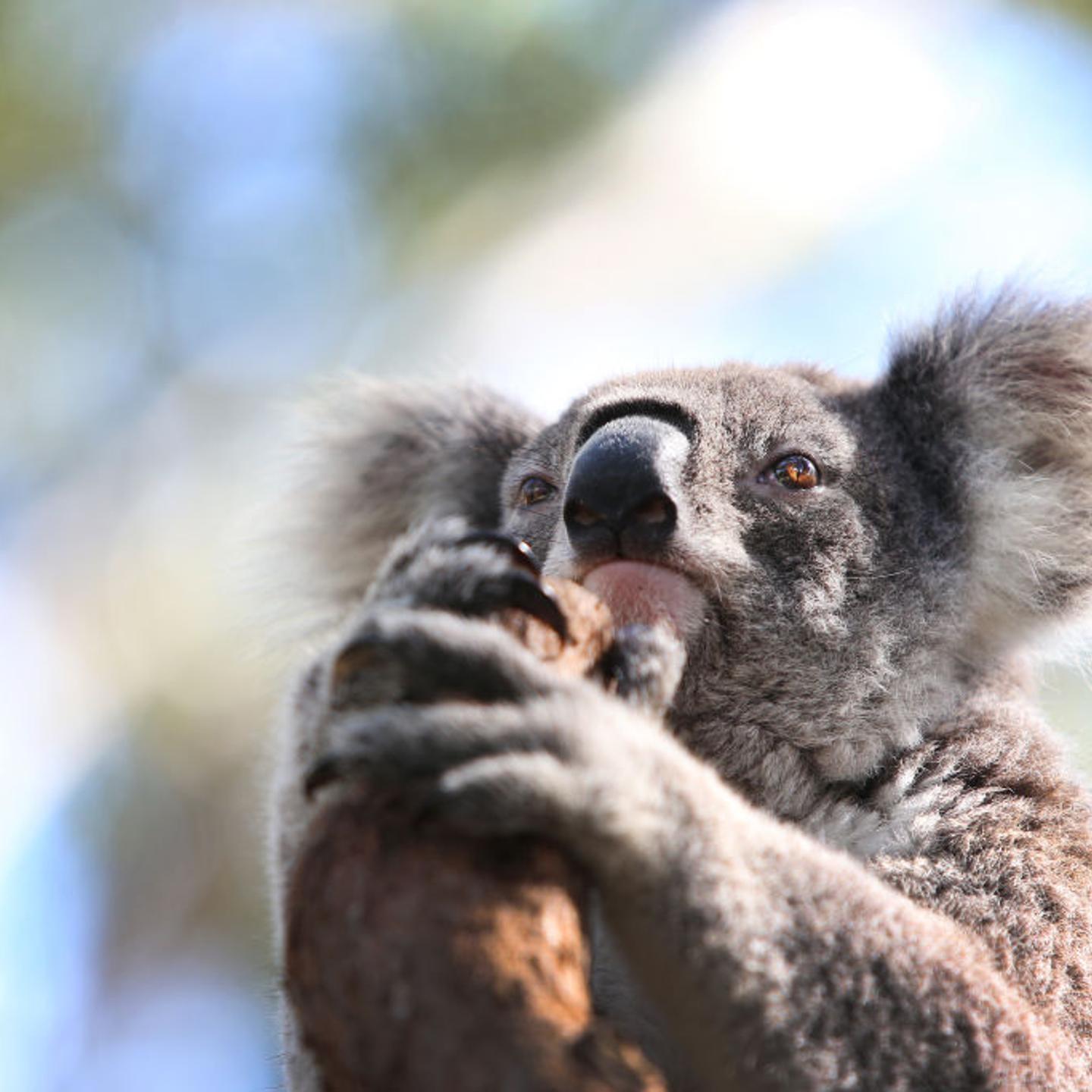 NSW Works To Save The Koala As Bushfires, Habitat Loss And Disease Threaten Future Of Australia's Iconic Animal