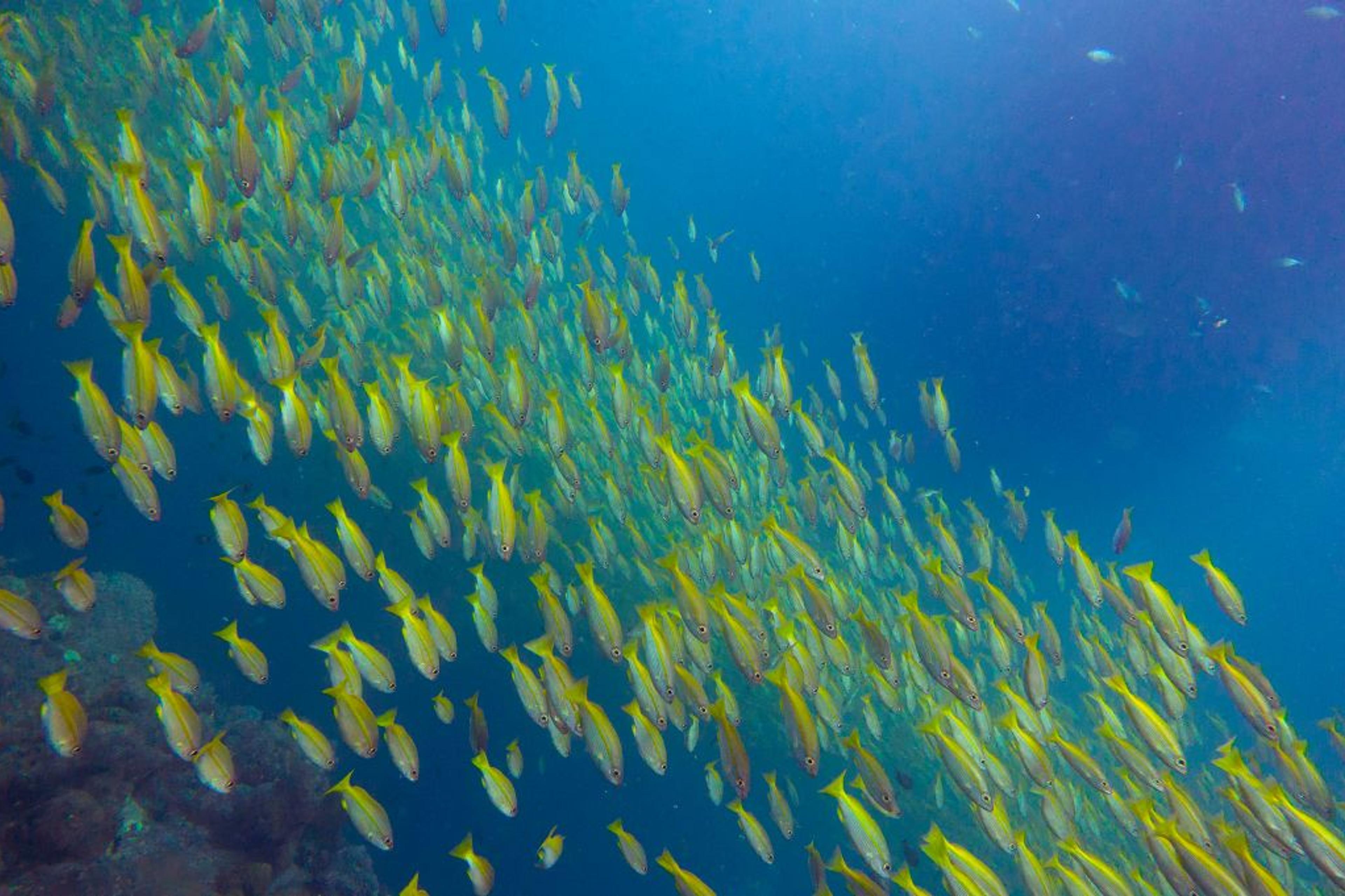 THAILAND-MARINE-NATURE