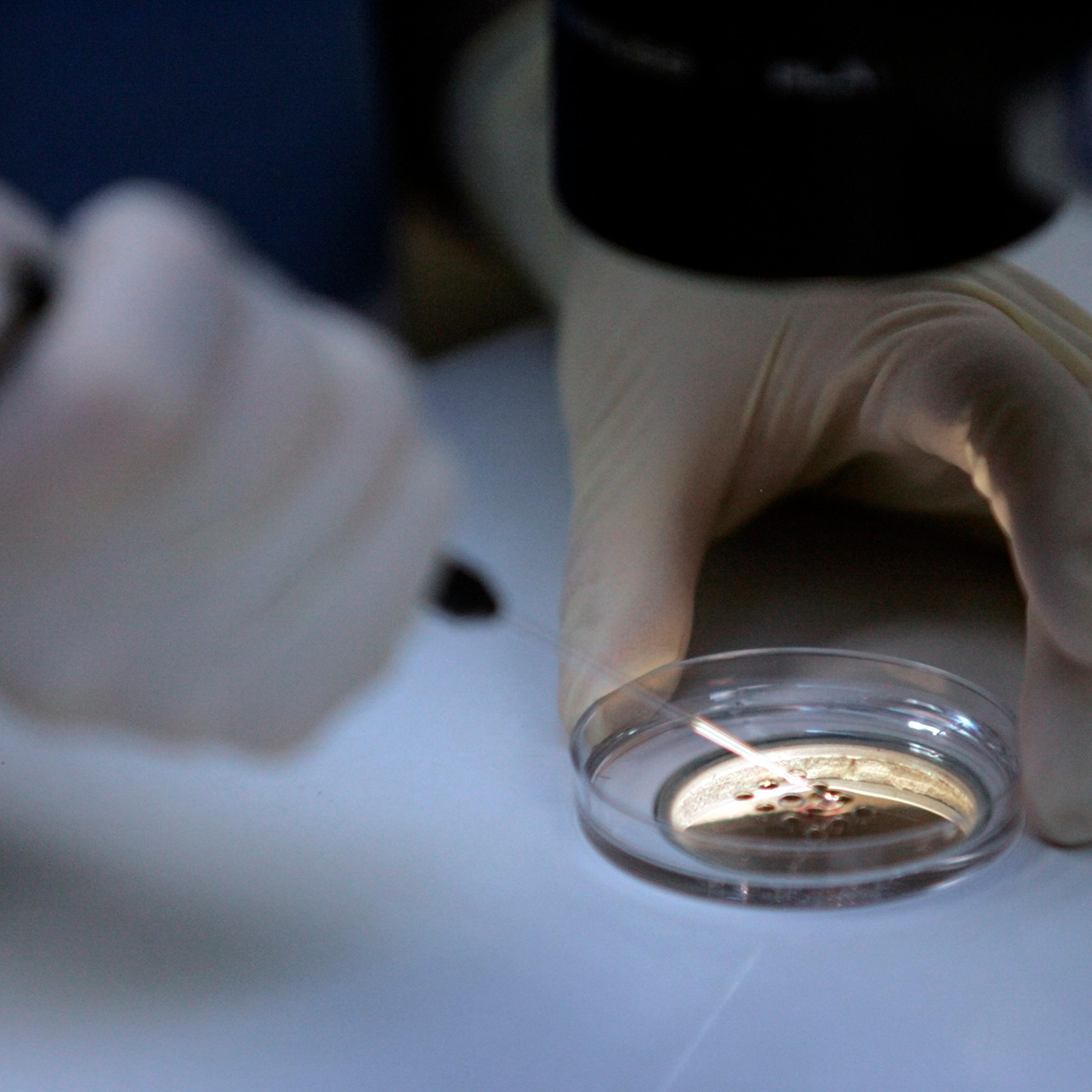 A doctor demonstrates how sperm is introduced collected ova to create embryos before they are placed under high-powered microscope for fertilization.