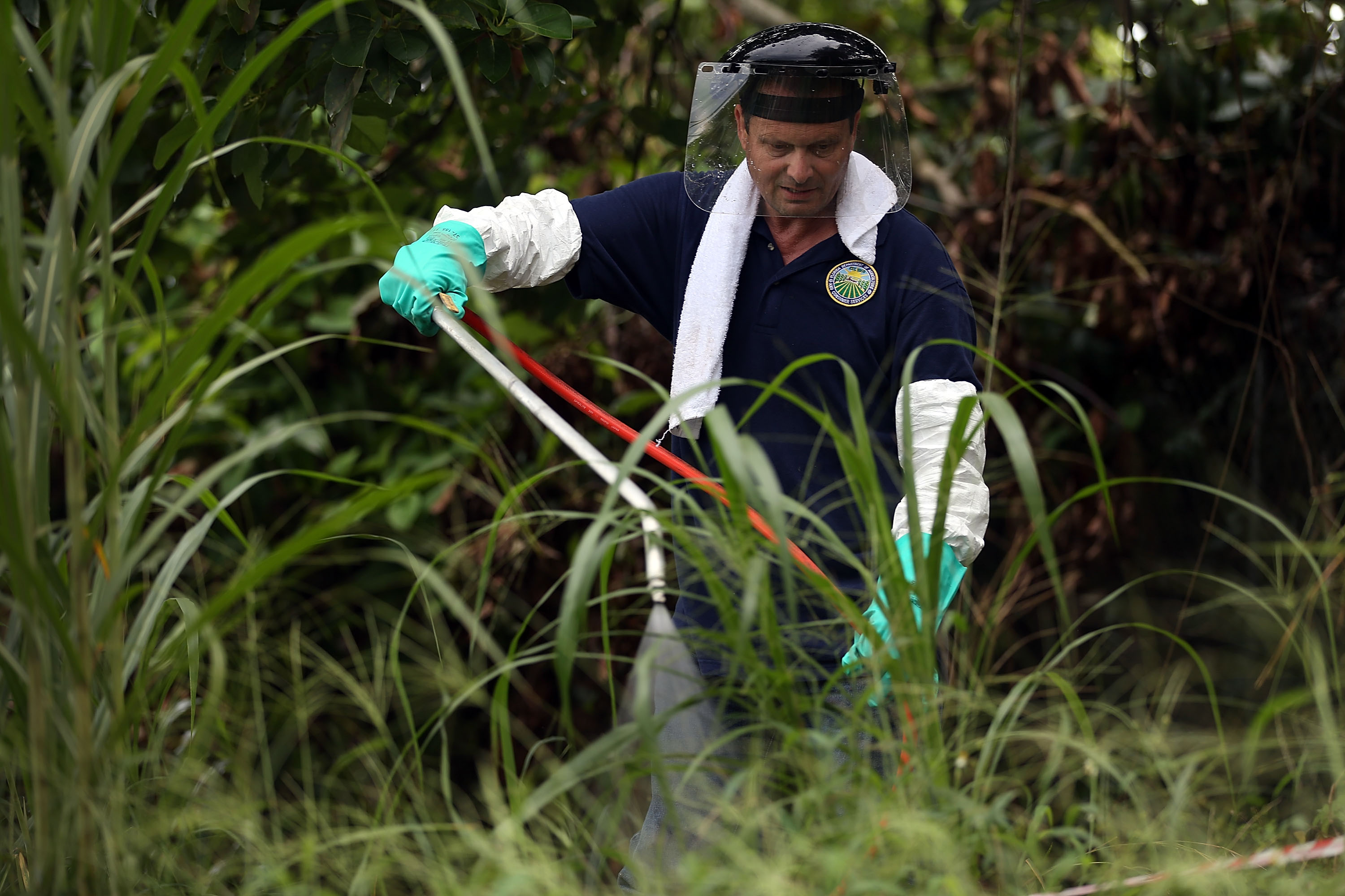 Fighting a fruit fly outbreak, pesticides are sprayed under an avocado tree in Florida in 2015.