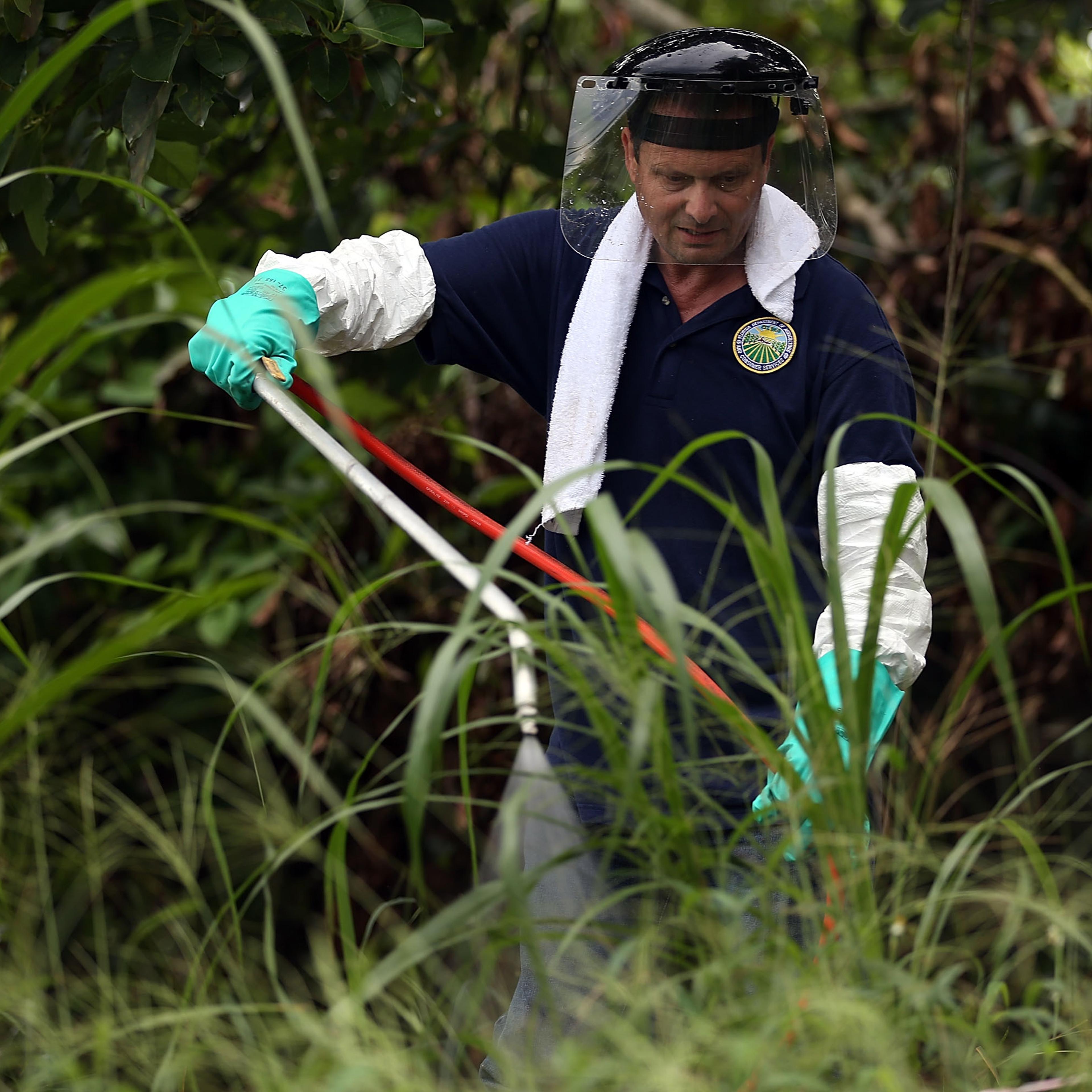 Fighting a fruit fly outbreak, pesticides are sprayed under an avocado tree in Florida in 2015.