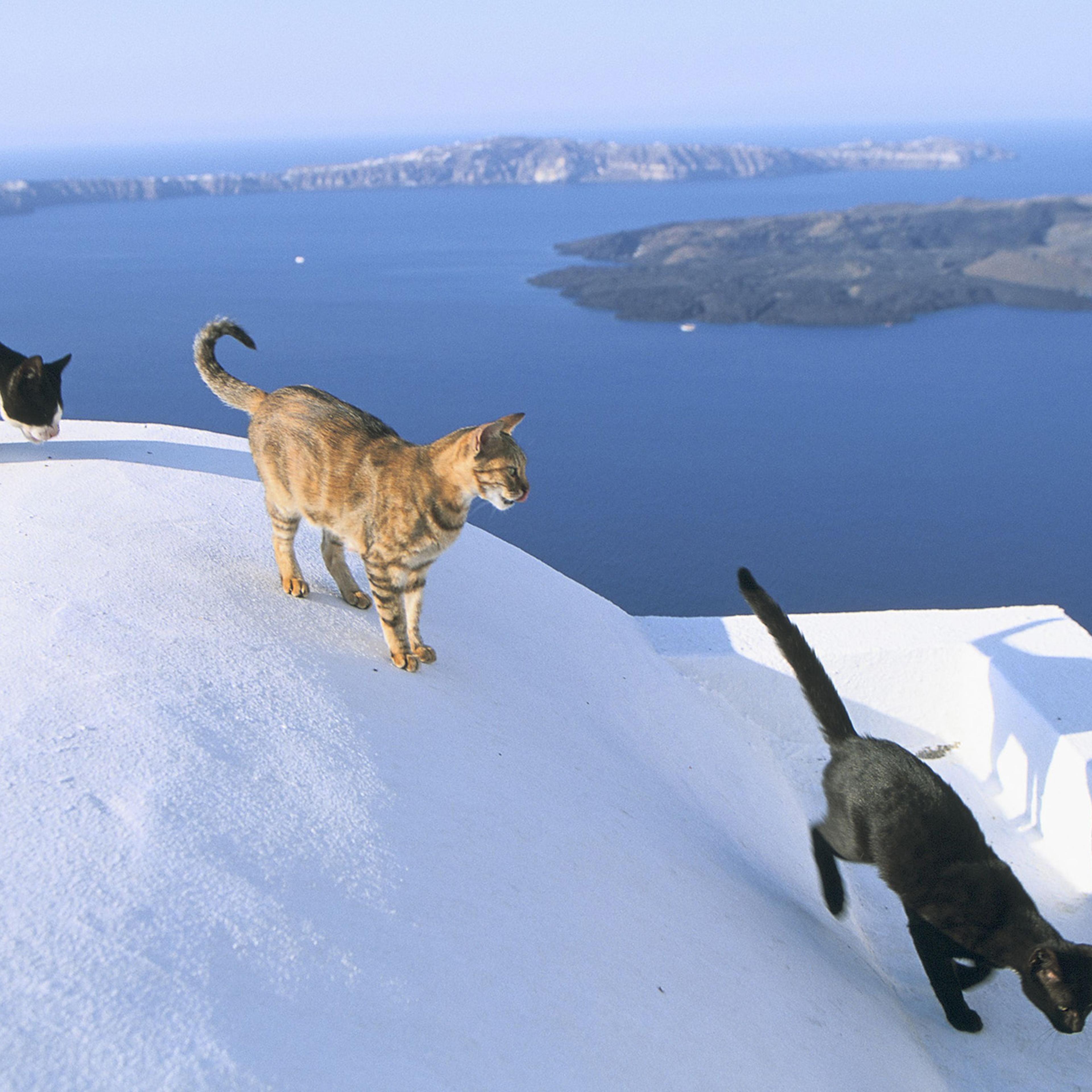 Cats In Greece