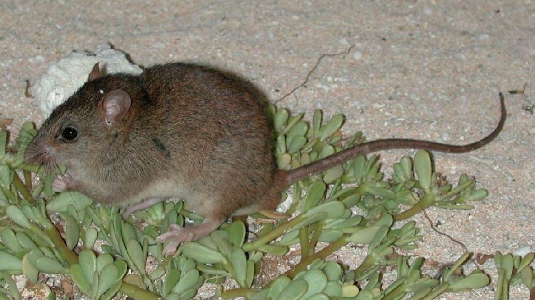 Bramble Cay melomys