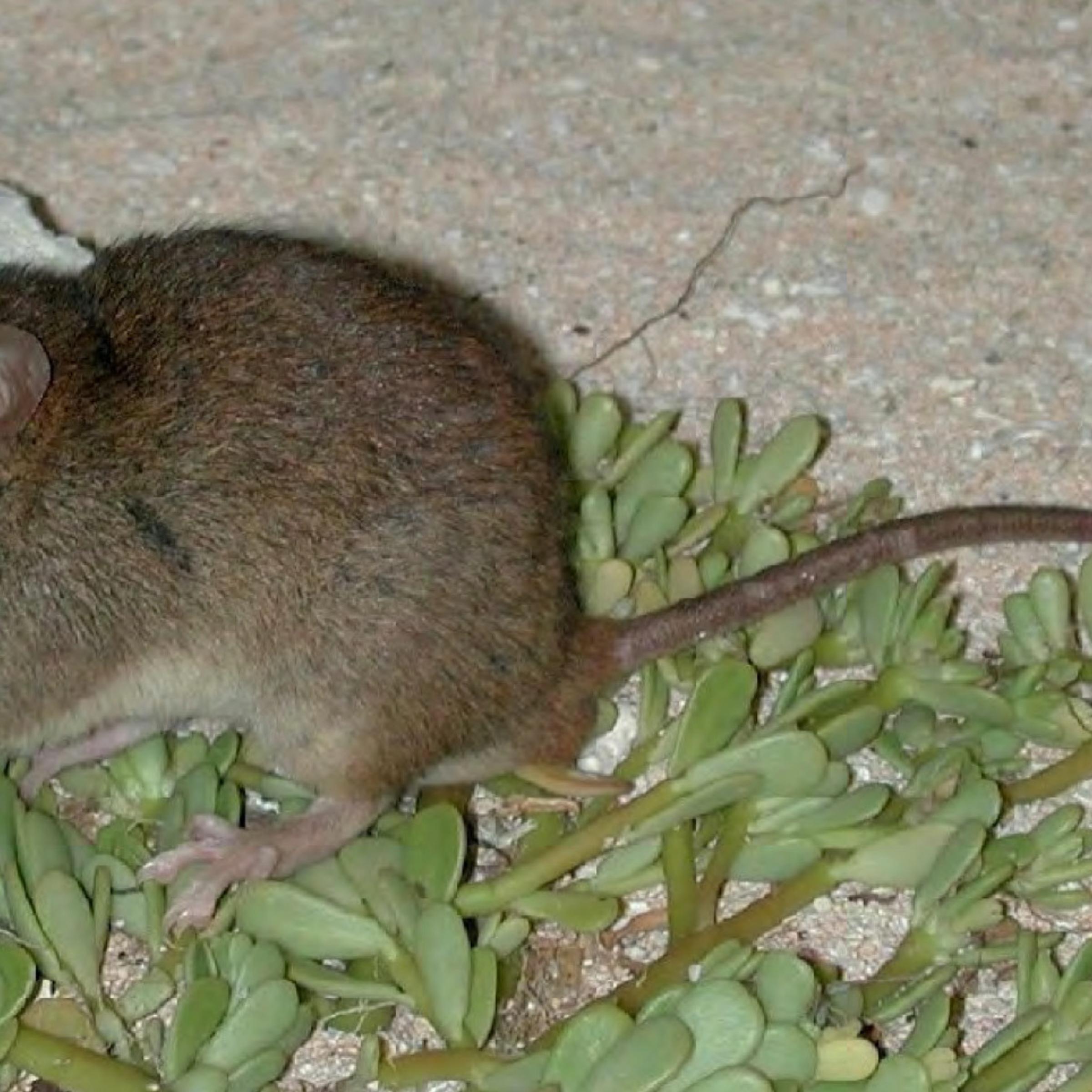 Bramble Cay melomys