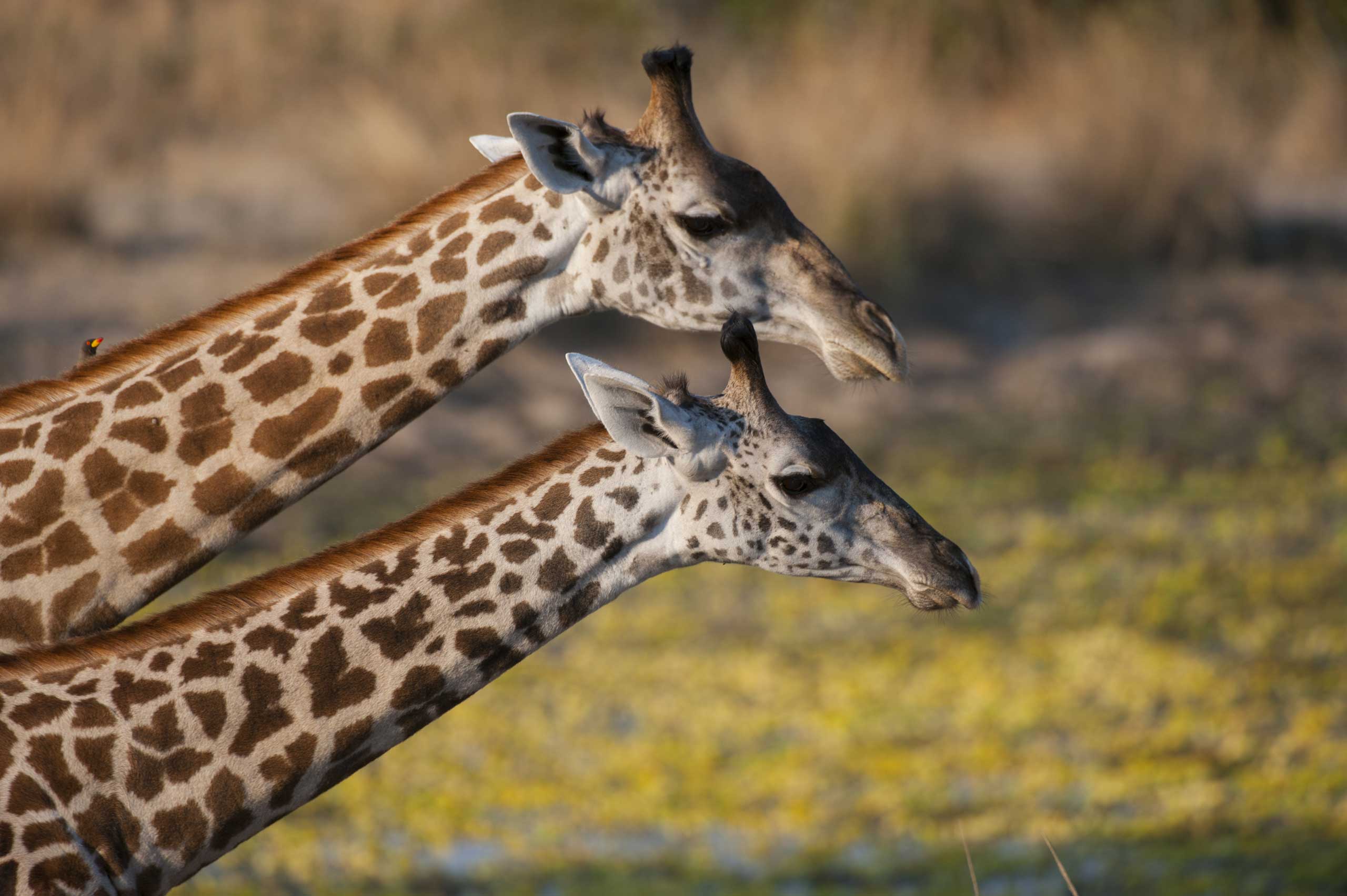 Portrait of Thornicroft's Giraffes (giraffa camelopardalis