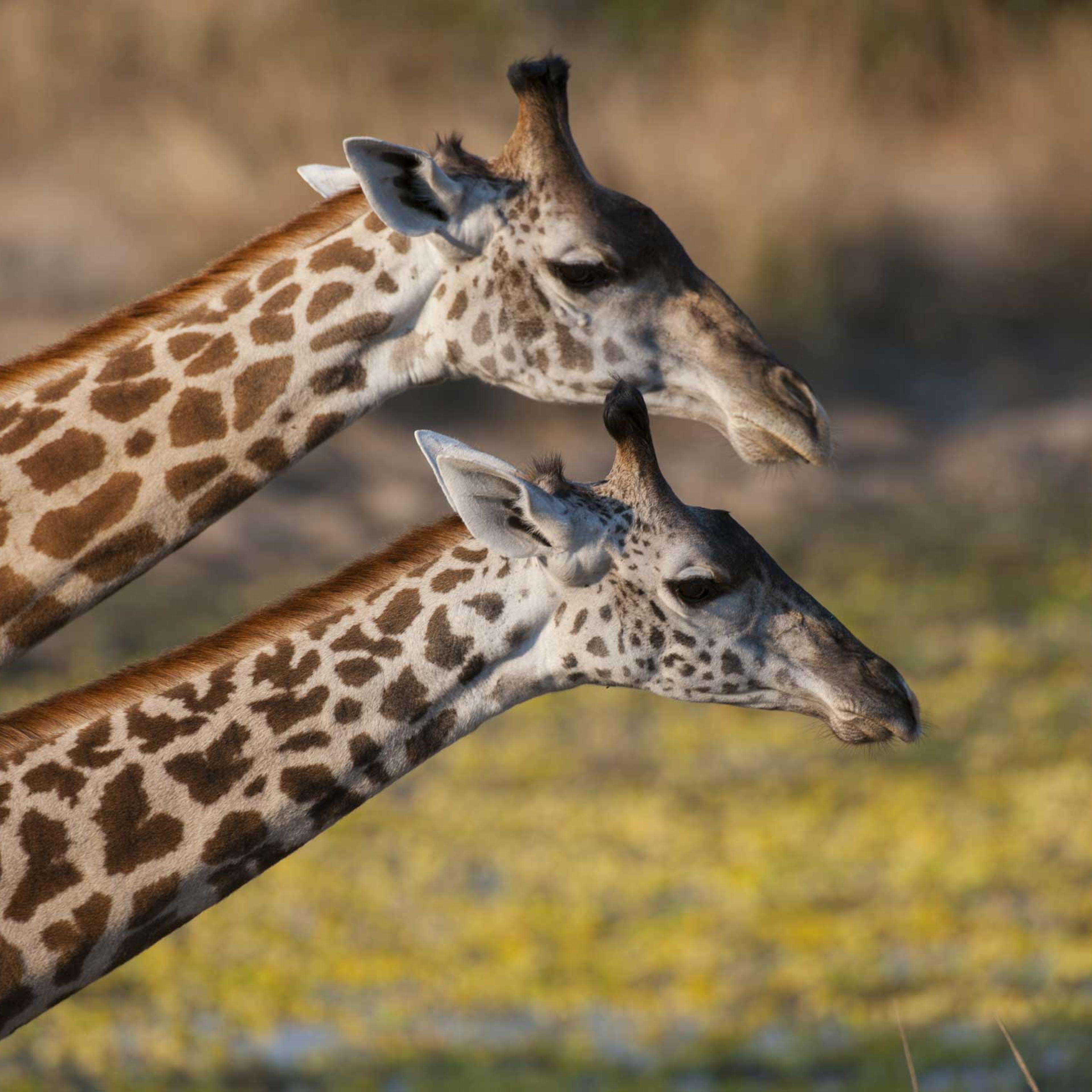 Portrait of Thornicroft's Giraffes (giraffa camelopardalis