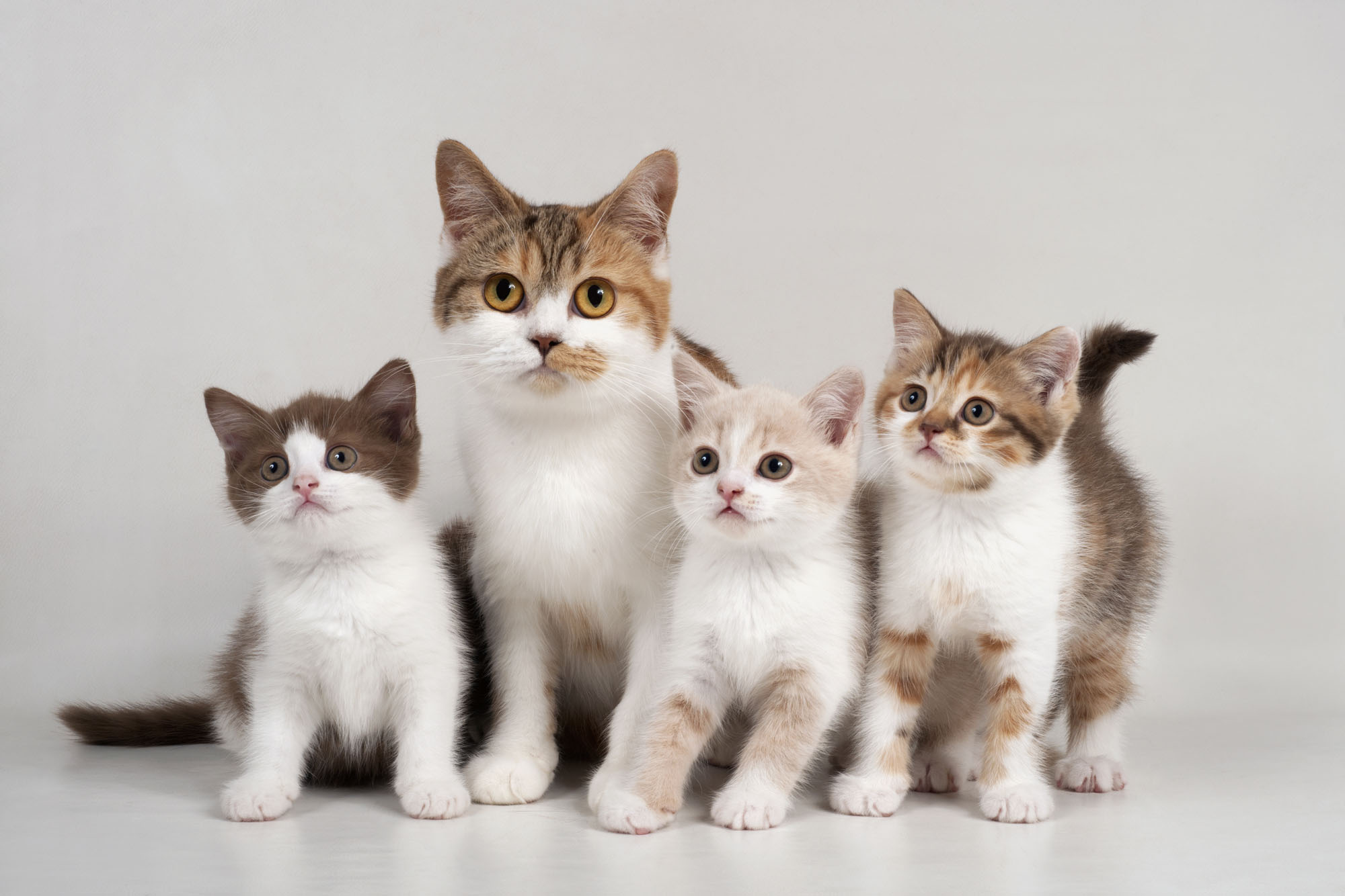 Cats