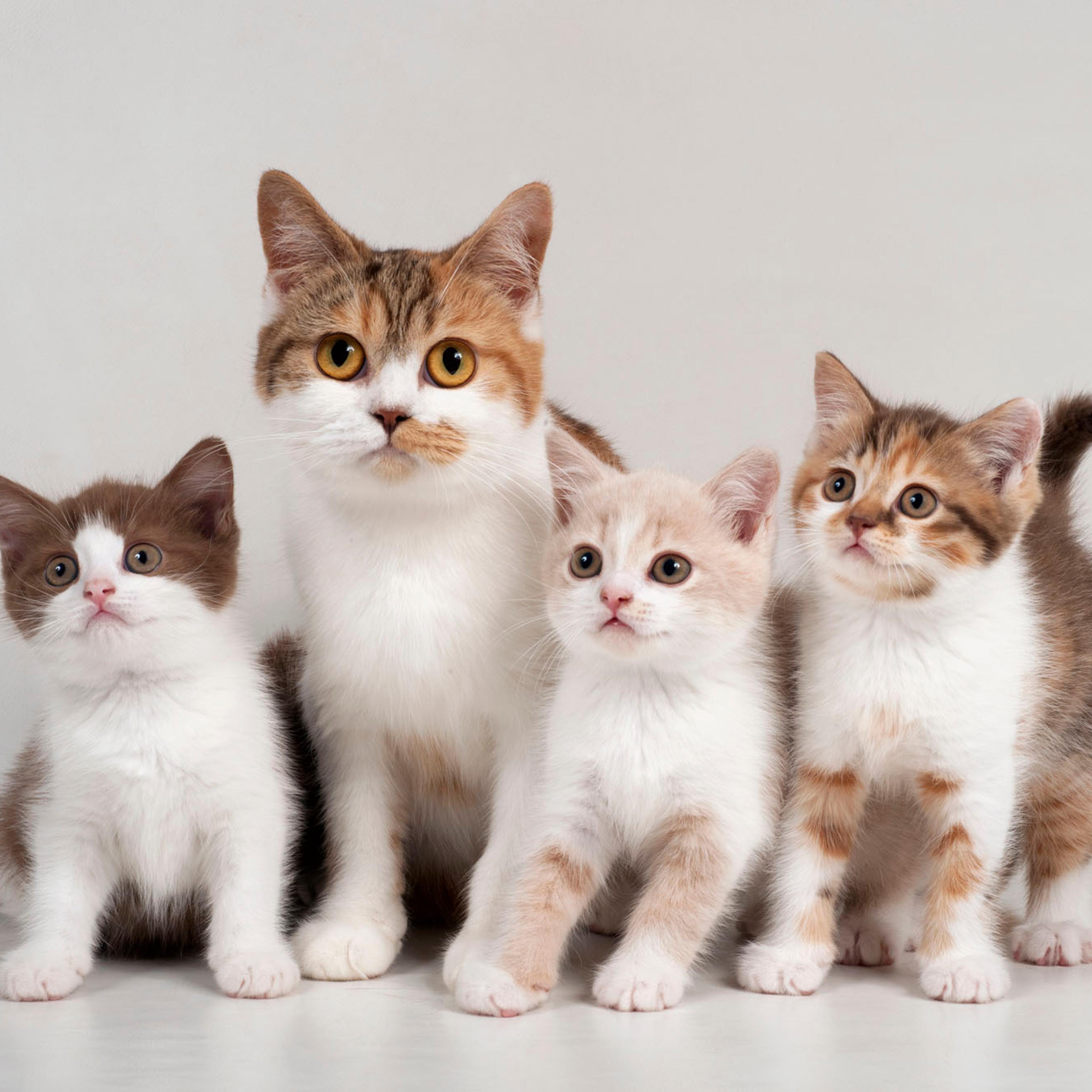 Cats