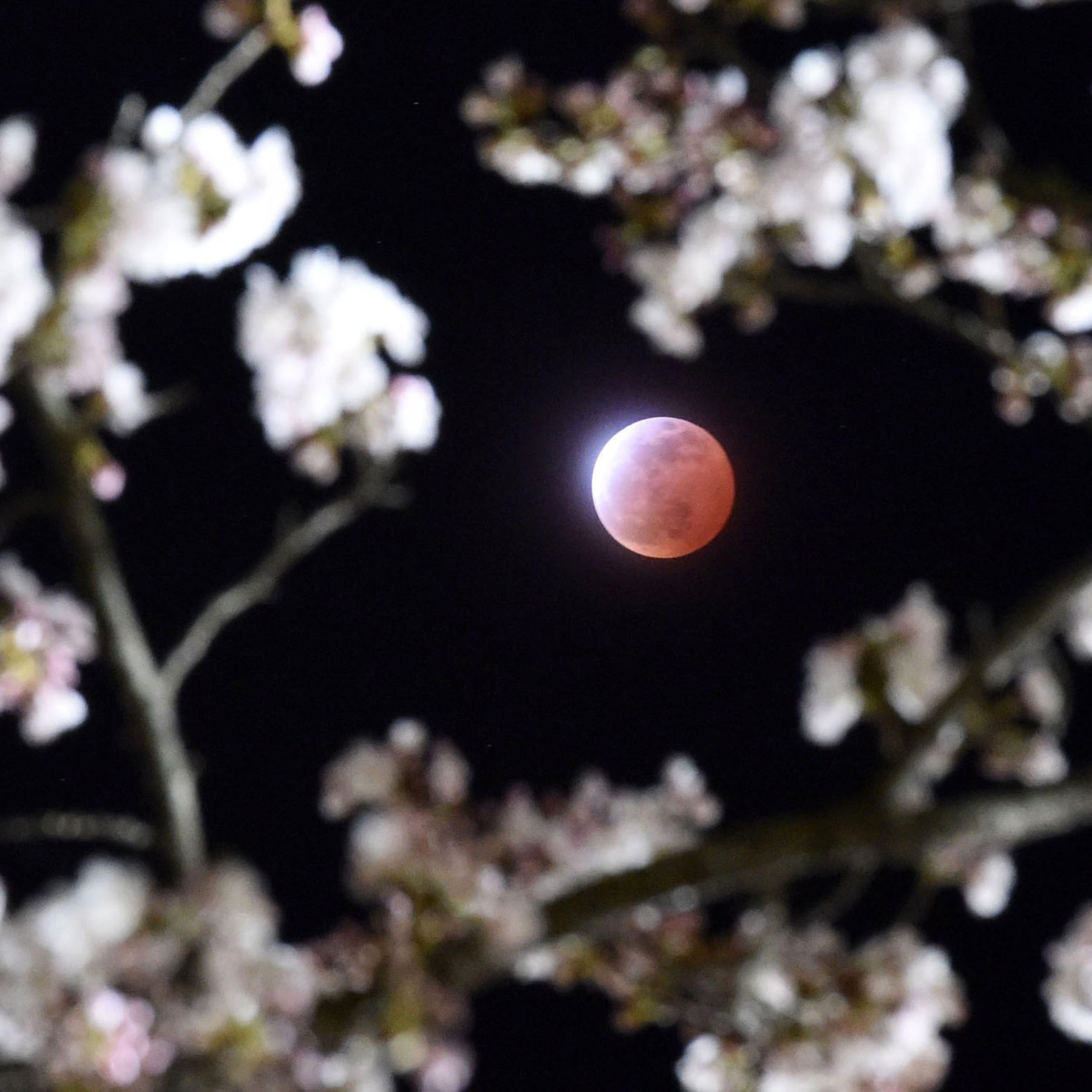 The eclipse above cherry blossoms in Shiraishi city, Miyagi prefecture, Japan on April 4, 2015.