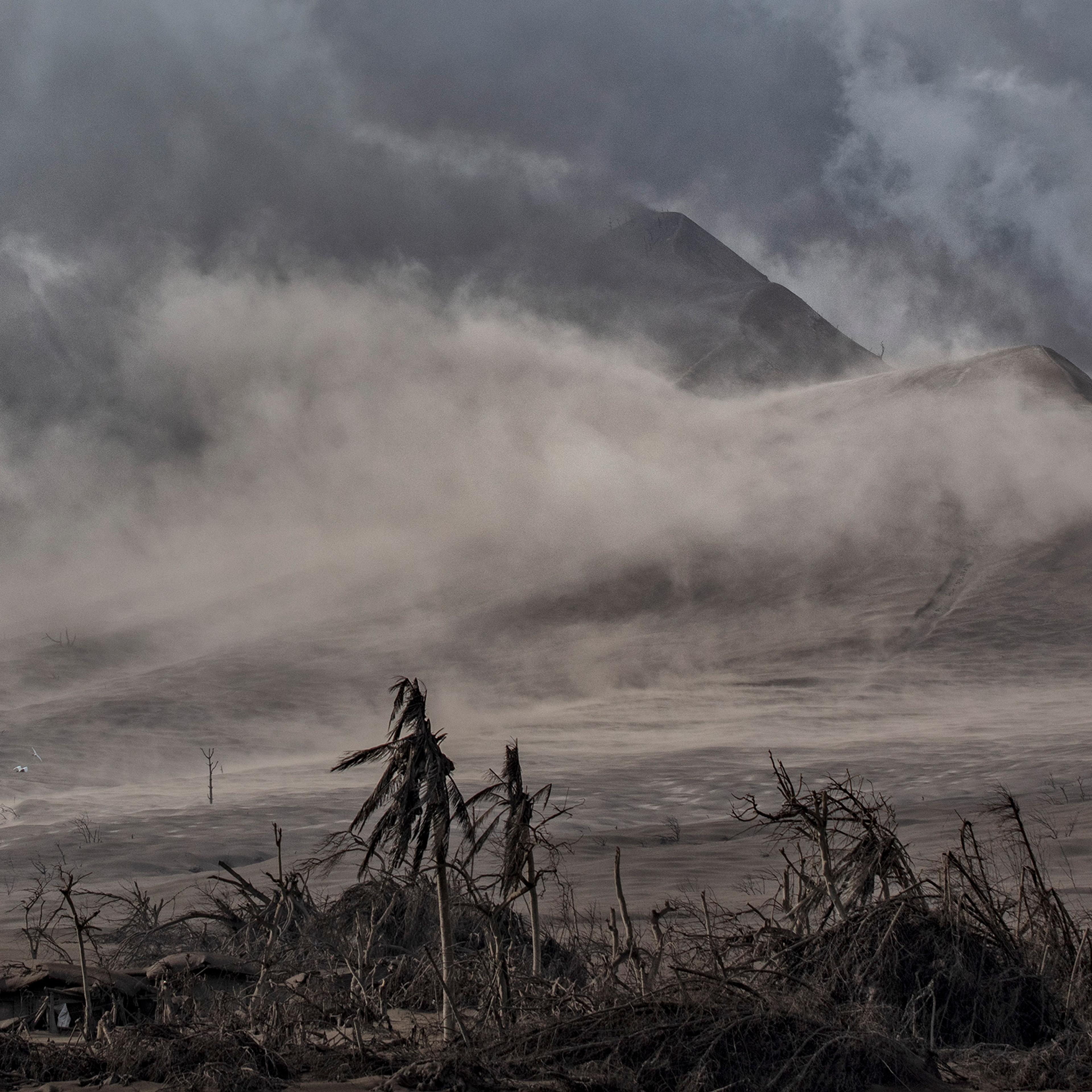 Dead trees near the Taal volcano's crater are covered in volcanic ash on Jan. 14.