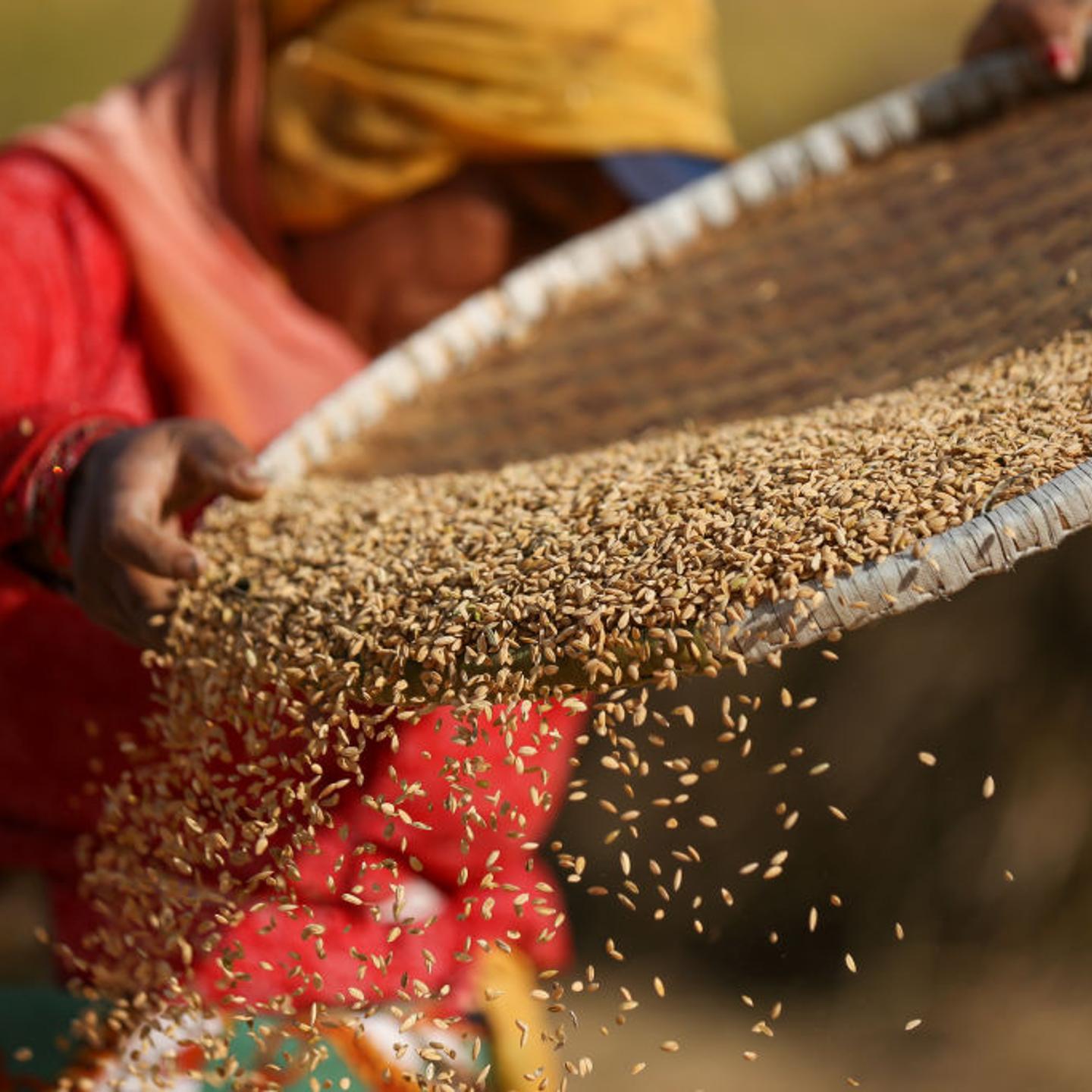 Farmers Harvest Paddy In Nepal