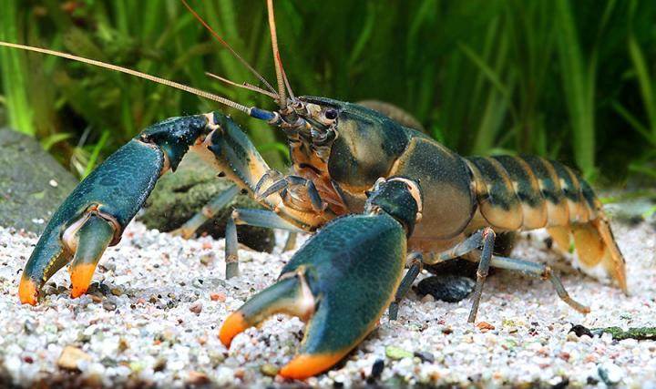 Cherax Snowden