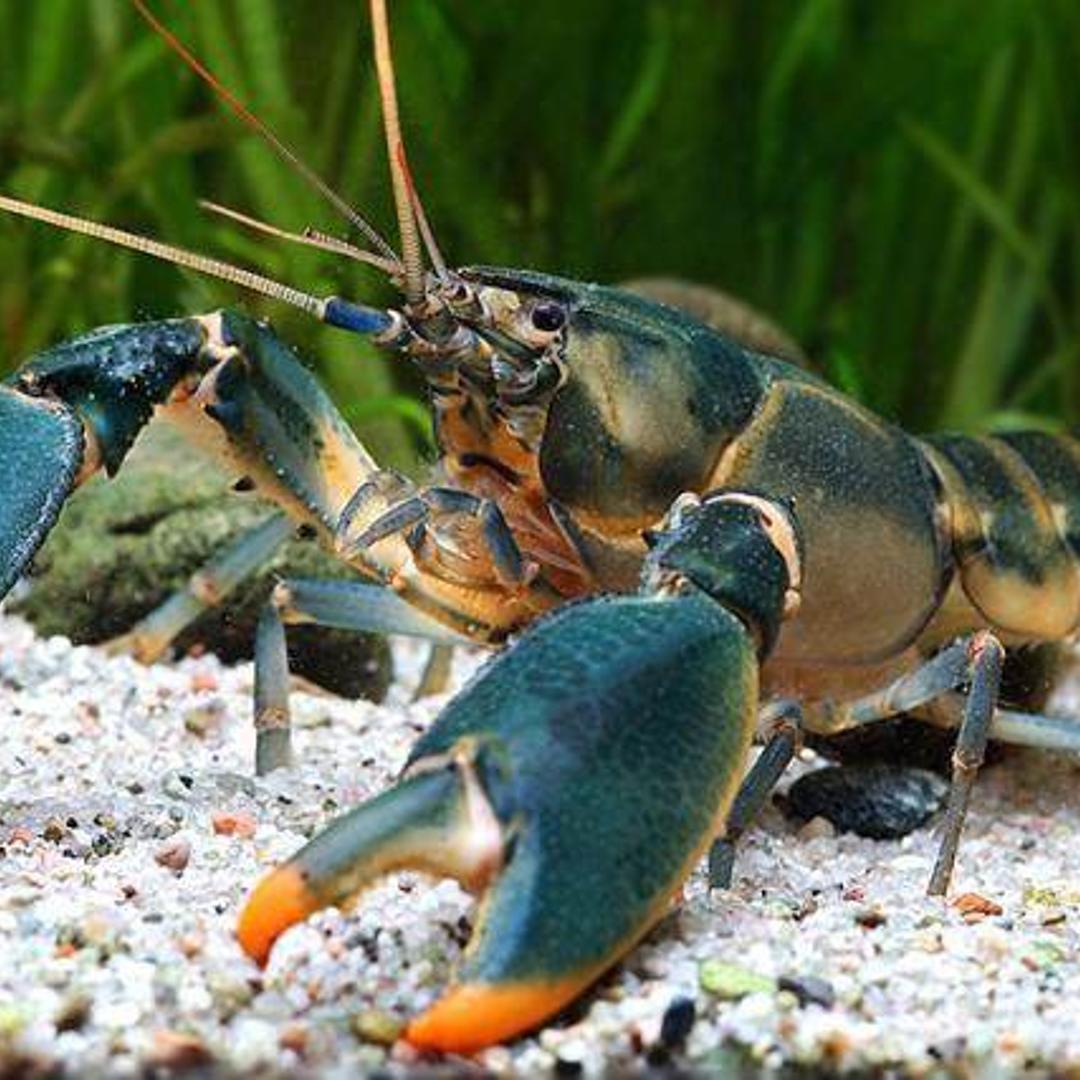Cherax Snowden