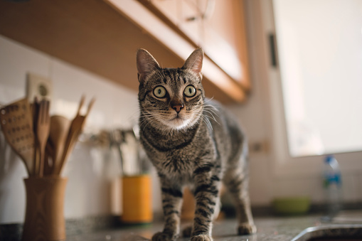 Tabby cat on a kitchen counter