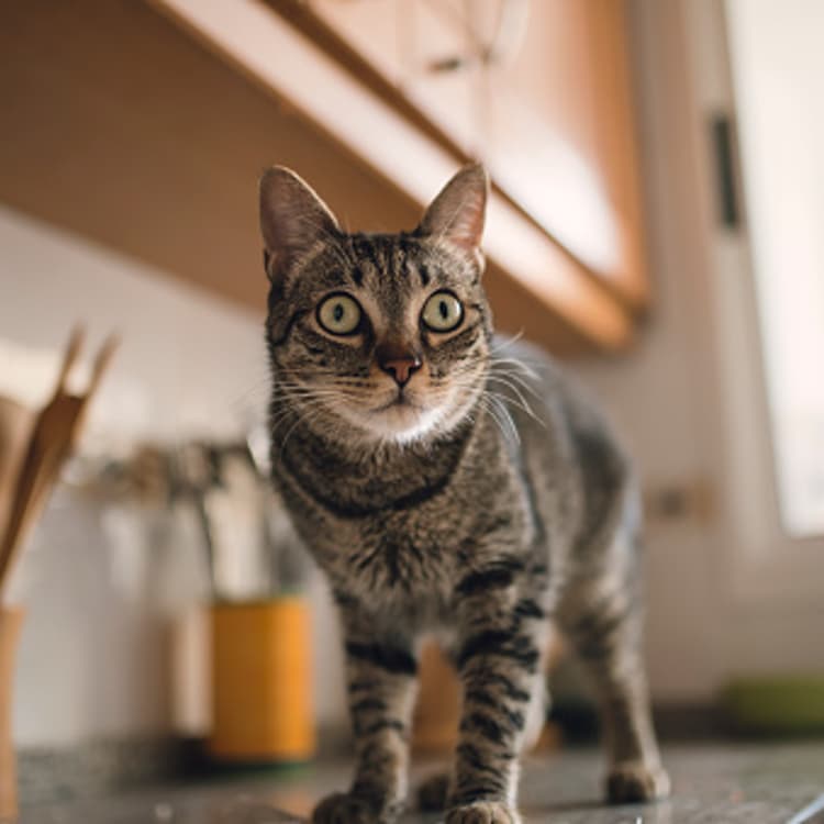 Tabby cat on a kitchen counter
