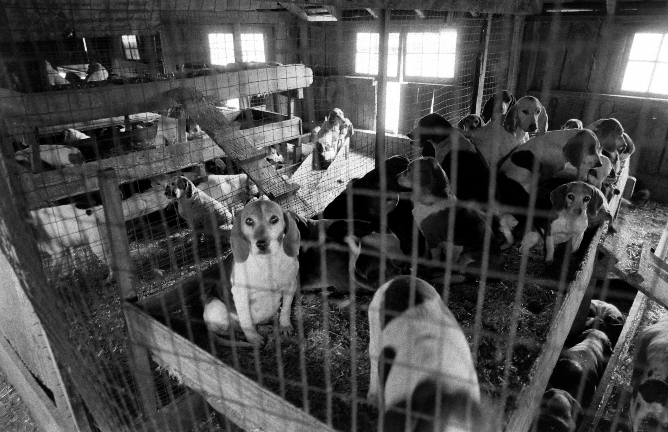 Scene at a dog dealer's compound, 1966.