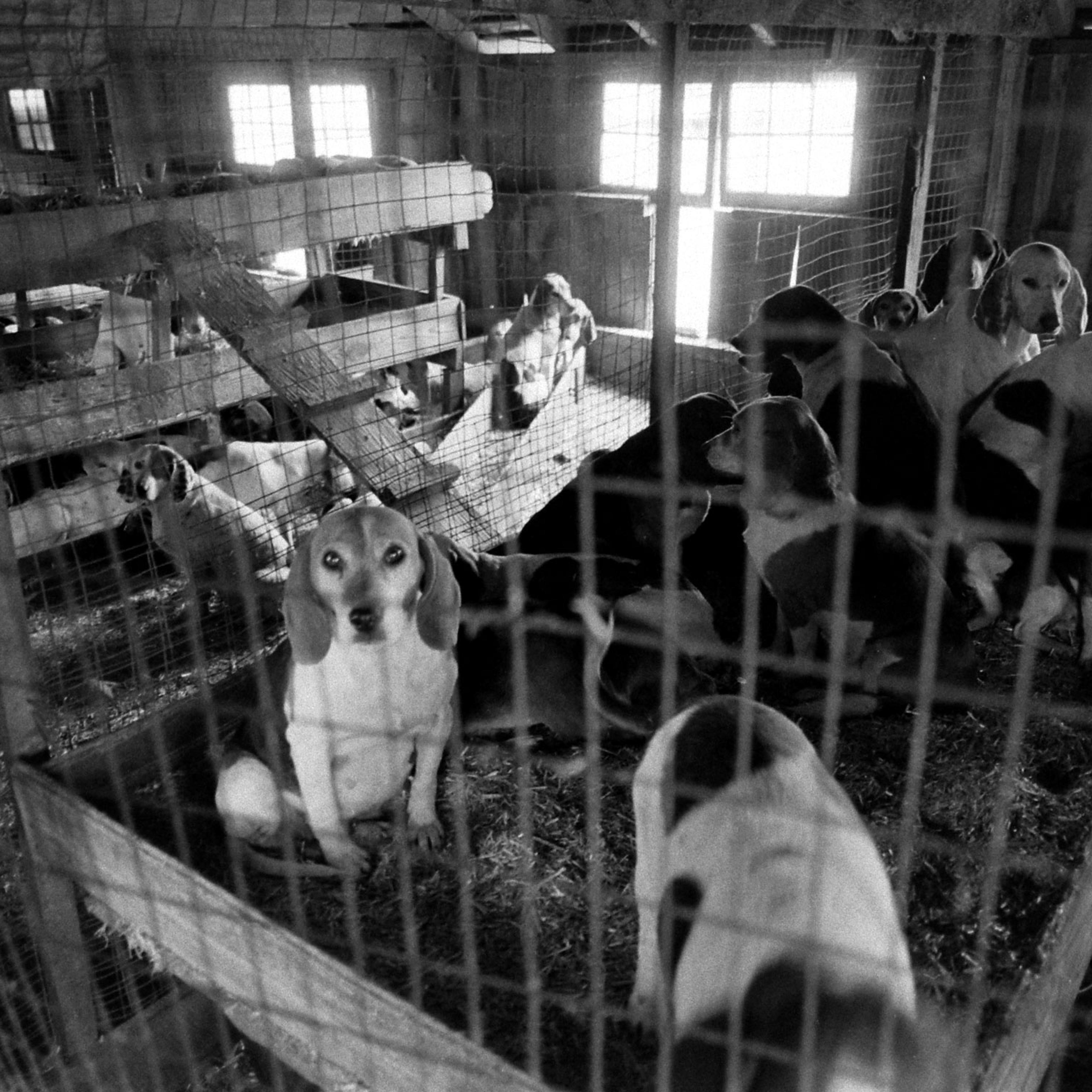 Scene at a dog dealer's compound, 1966.