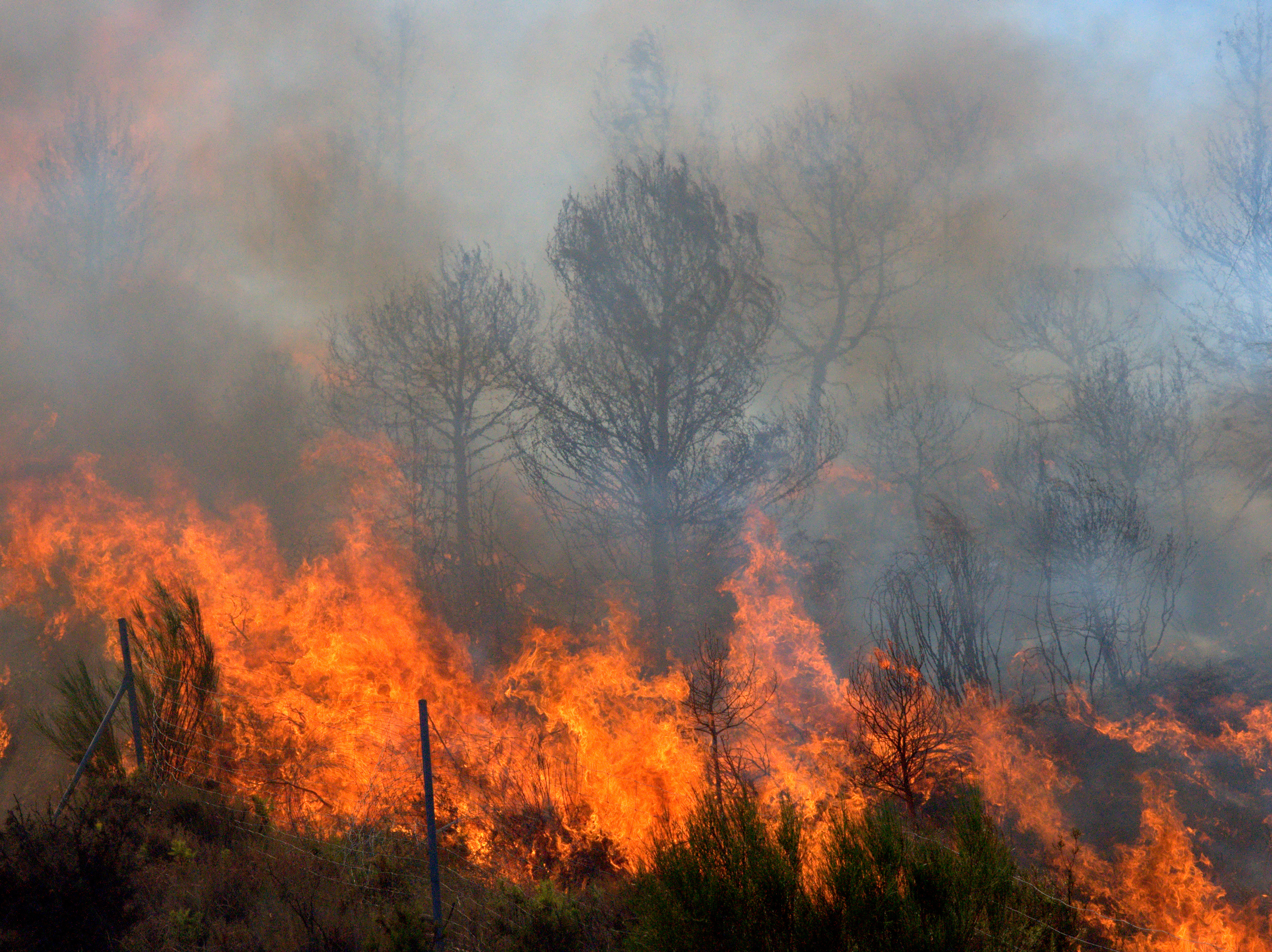 climate change forest fire