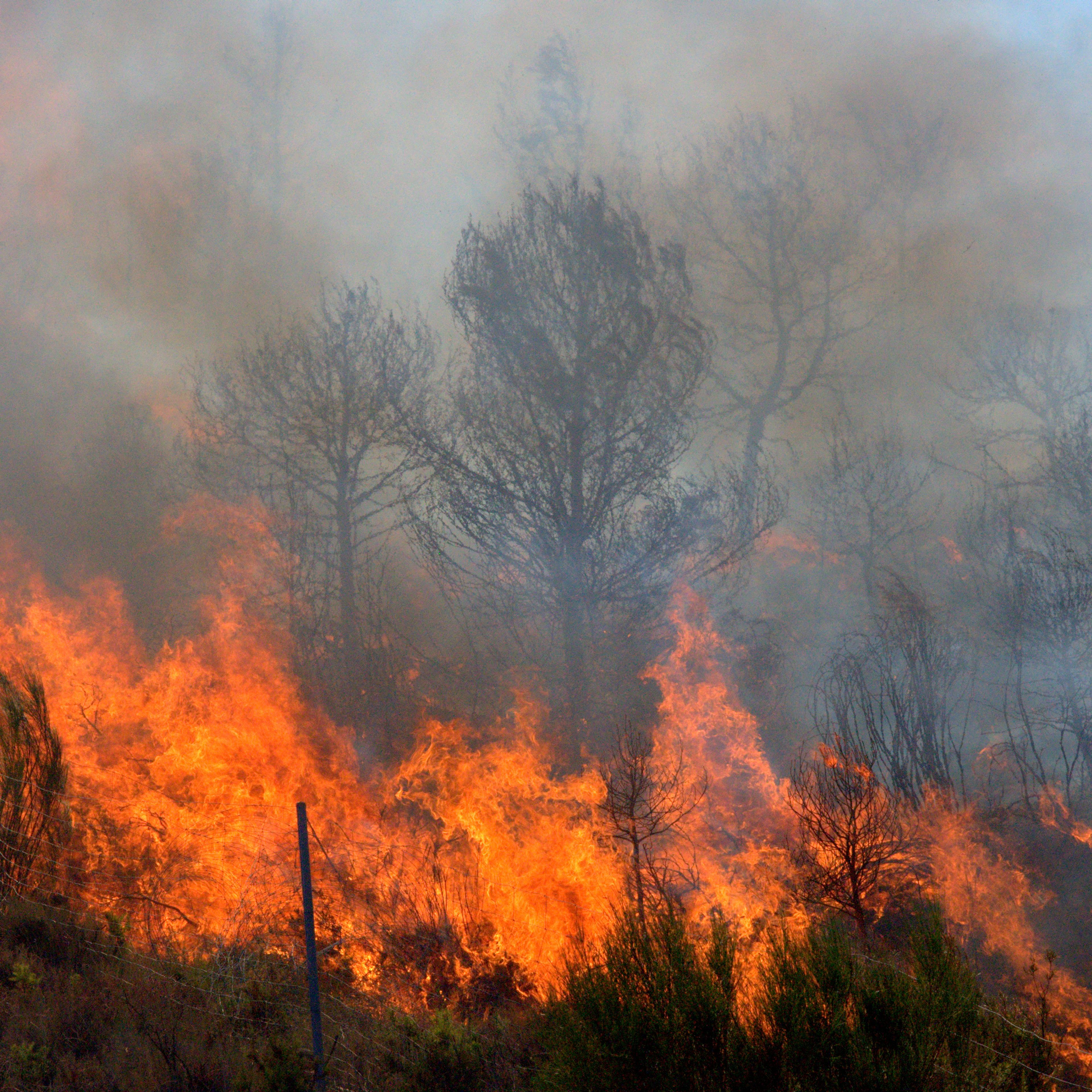 climate change forest fire