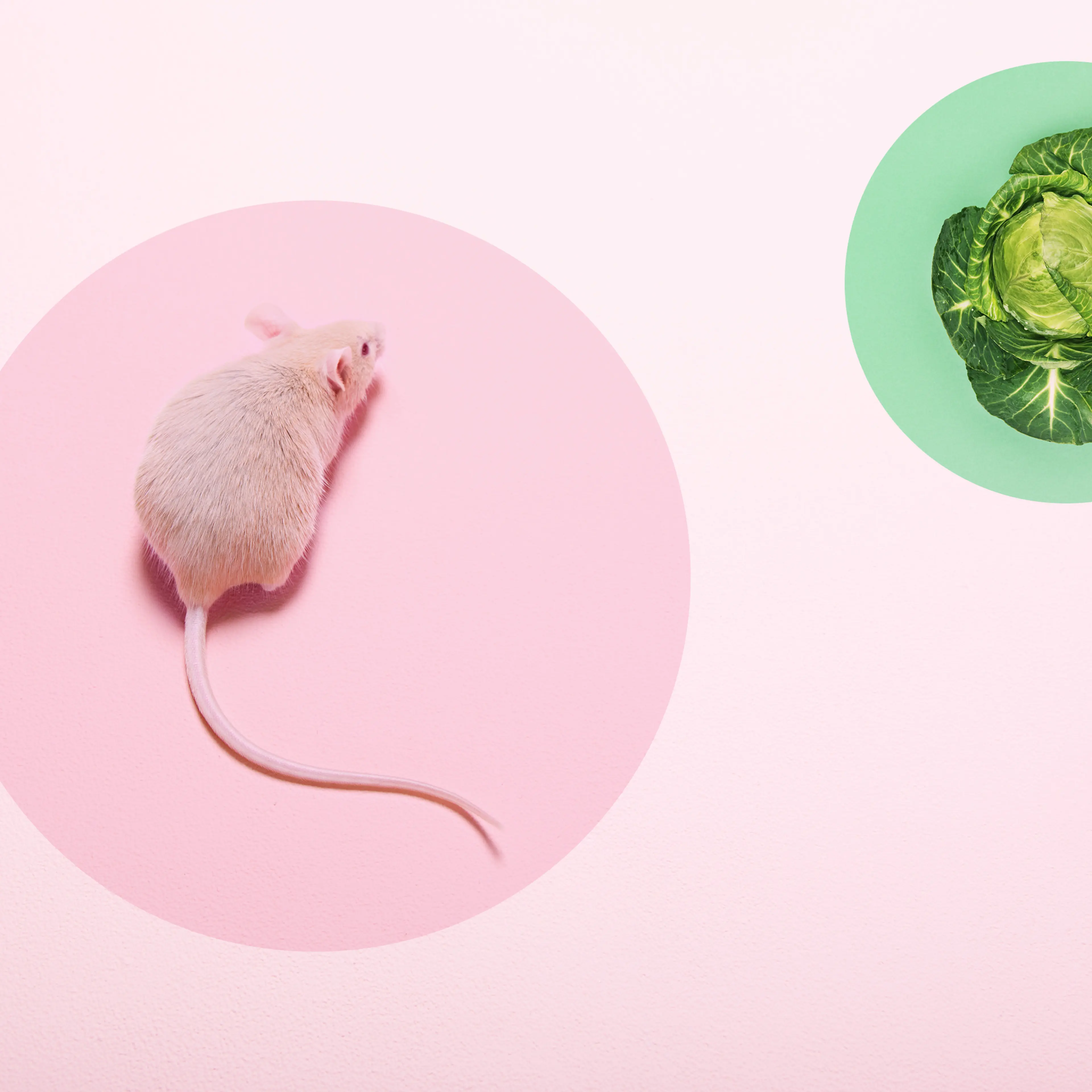 time-health-gut-bugs-fiber-mice-study