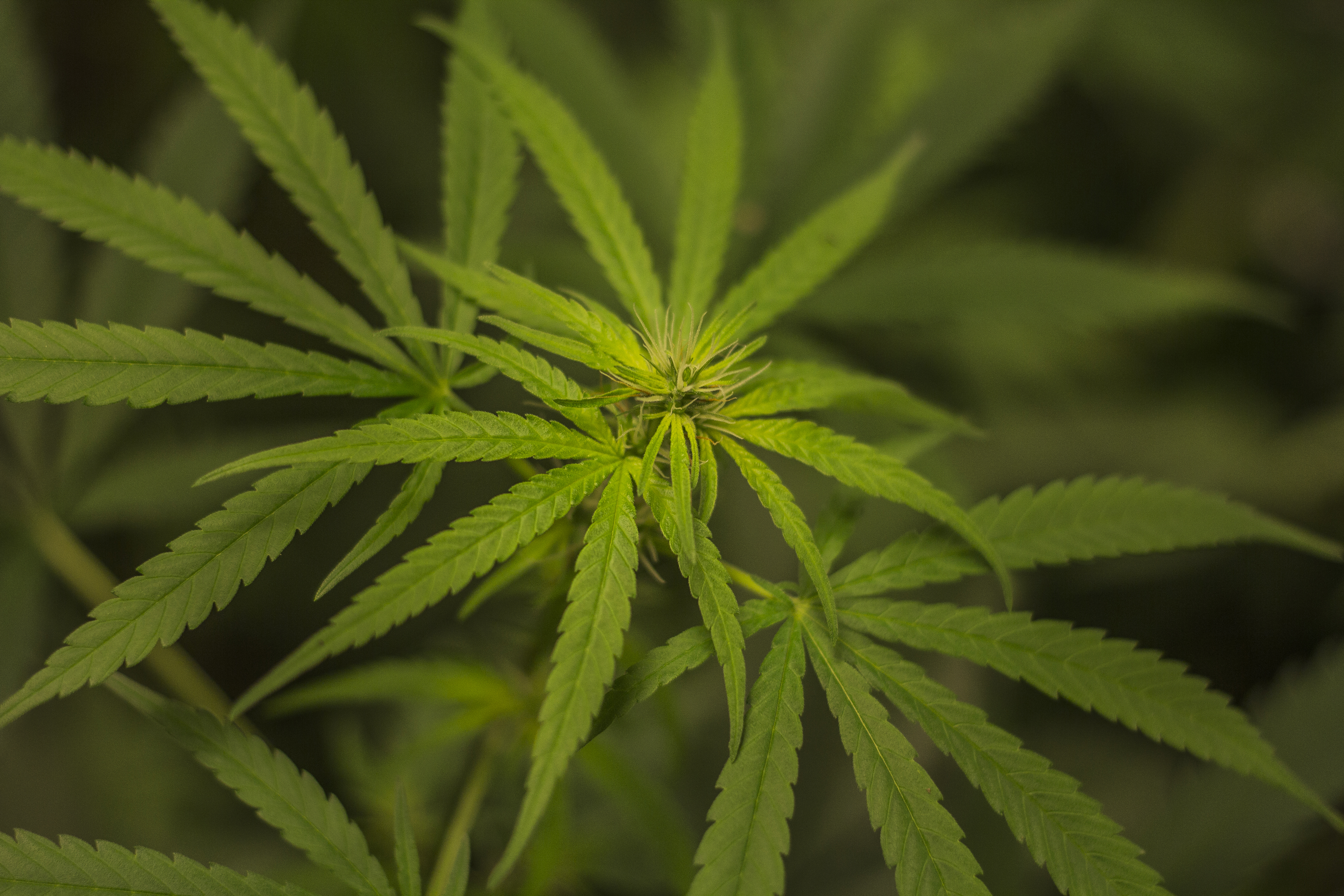 Cannabis plant