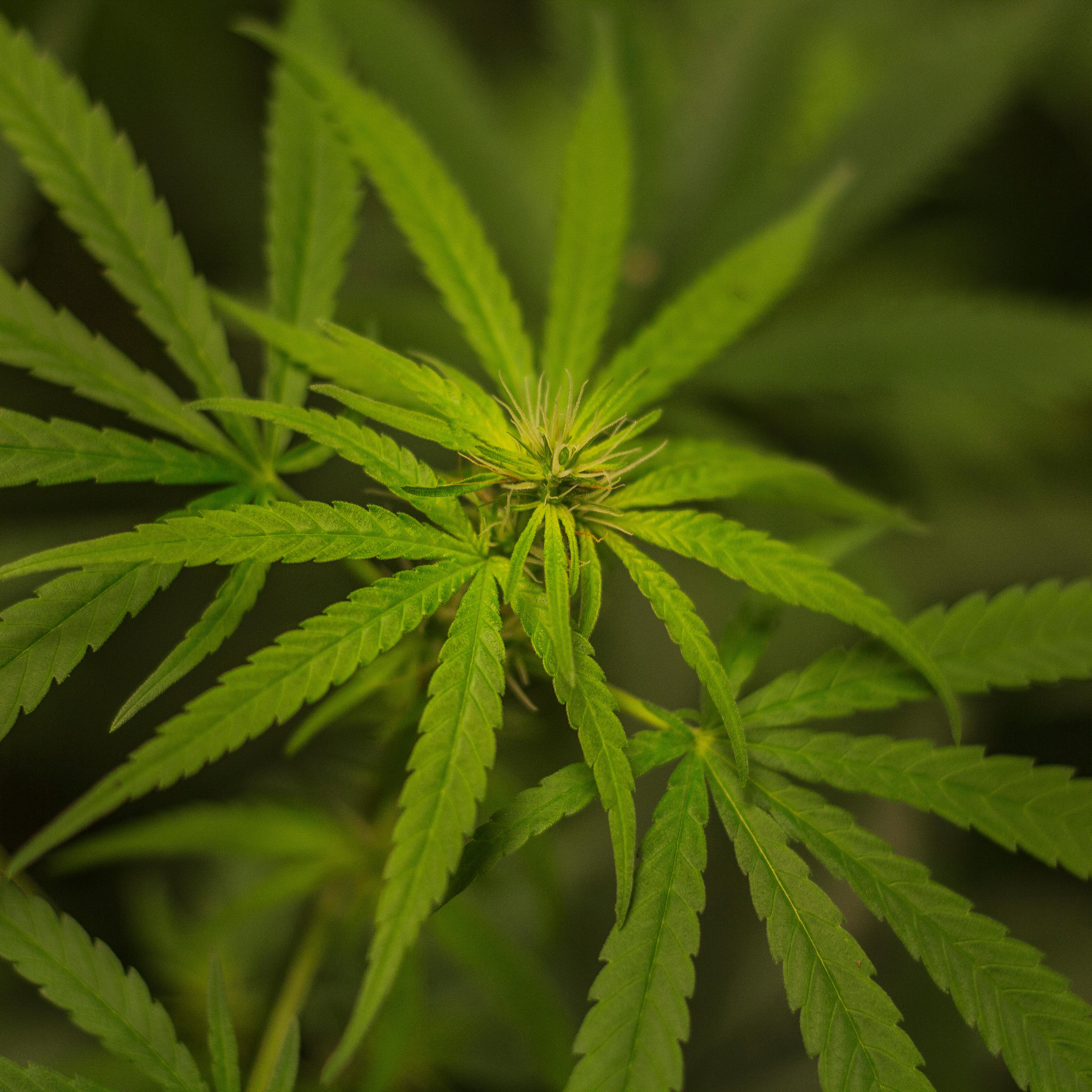 Cannabis plant