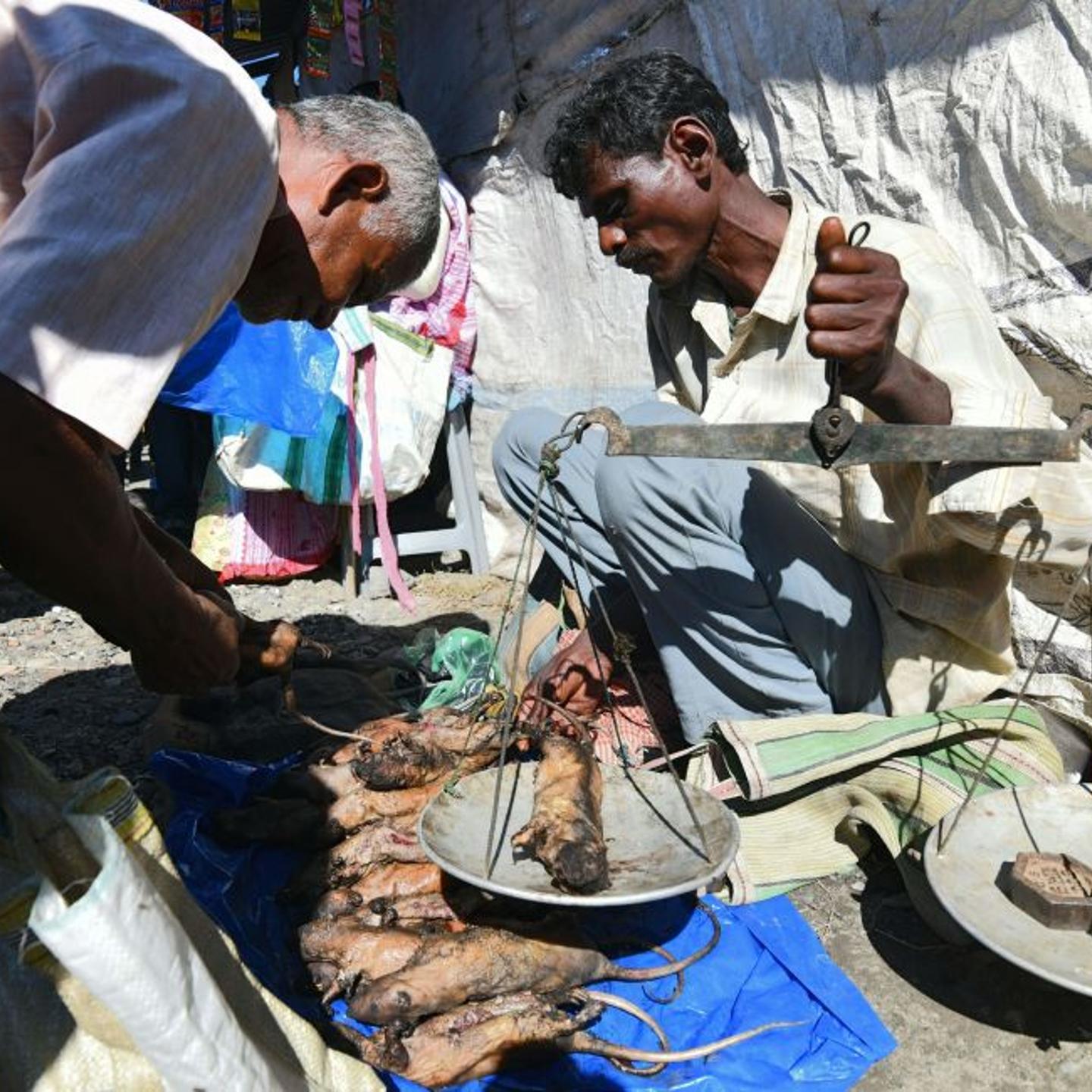 INDIA-FOOD-ANIMAL-RAT