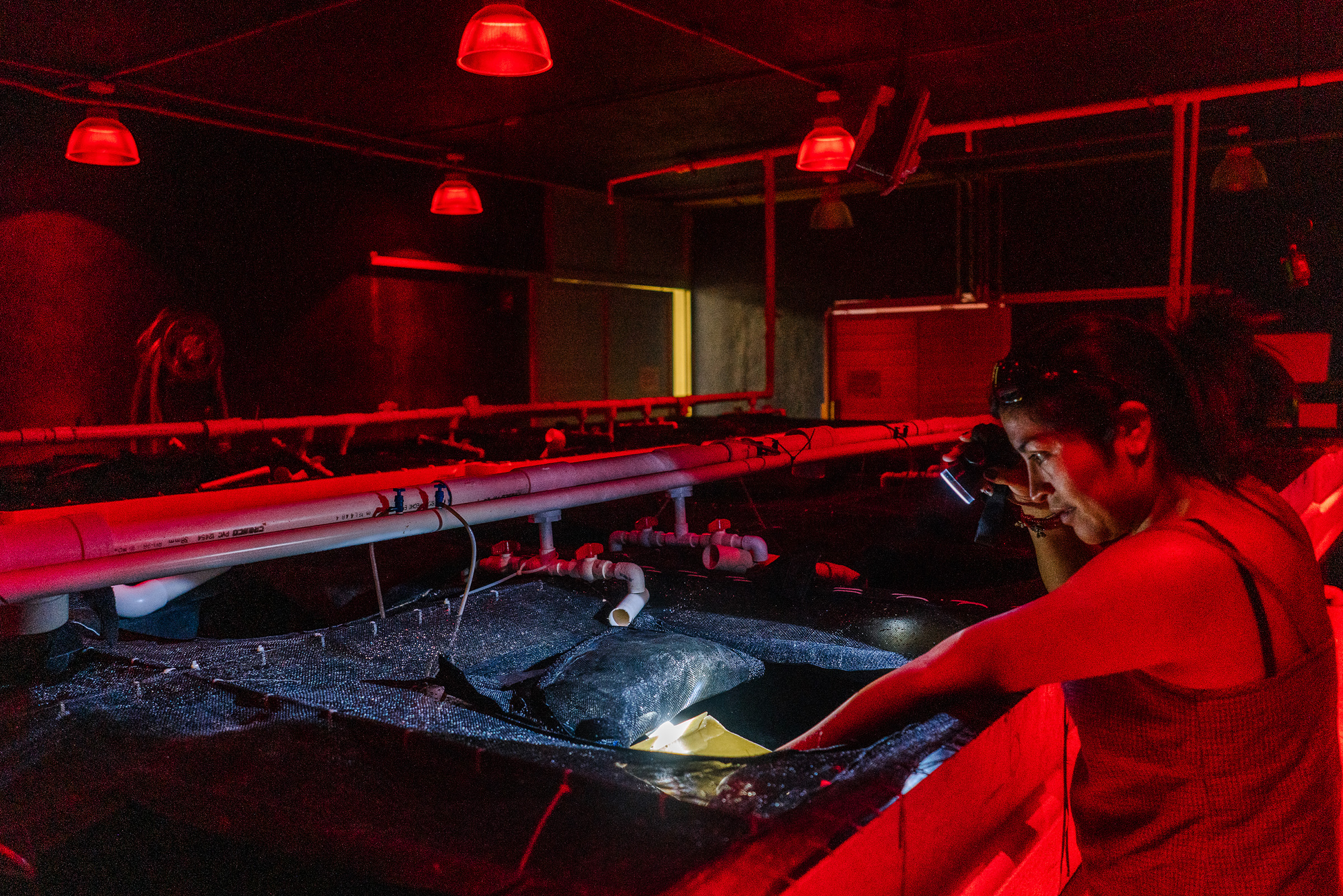 The Race to Produce the World's First Farm-Raised Octopus