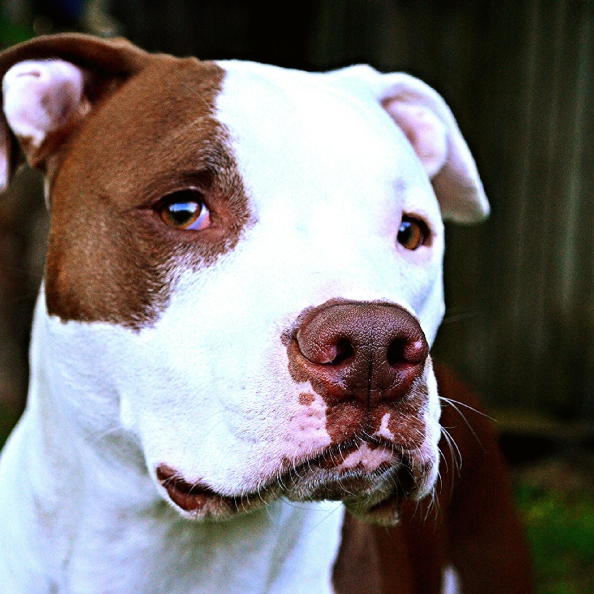 Pit bulls spend three times longer in shelters than other dog breeds, a study has found.